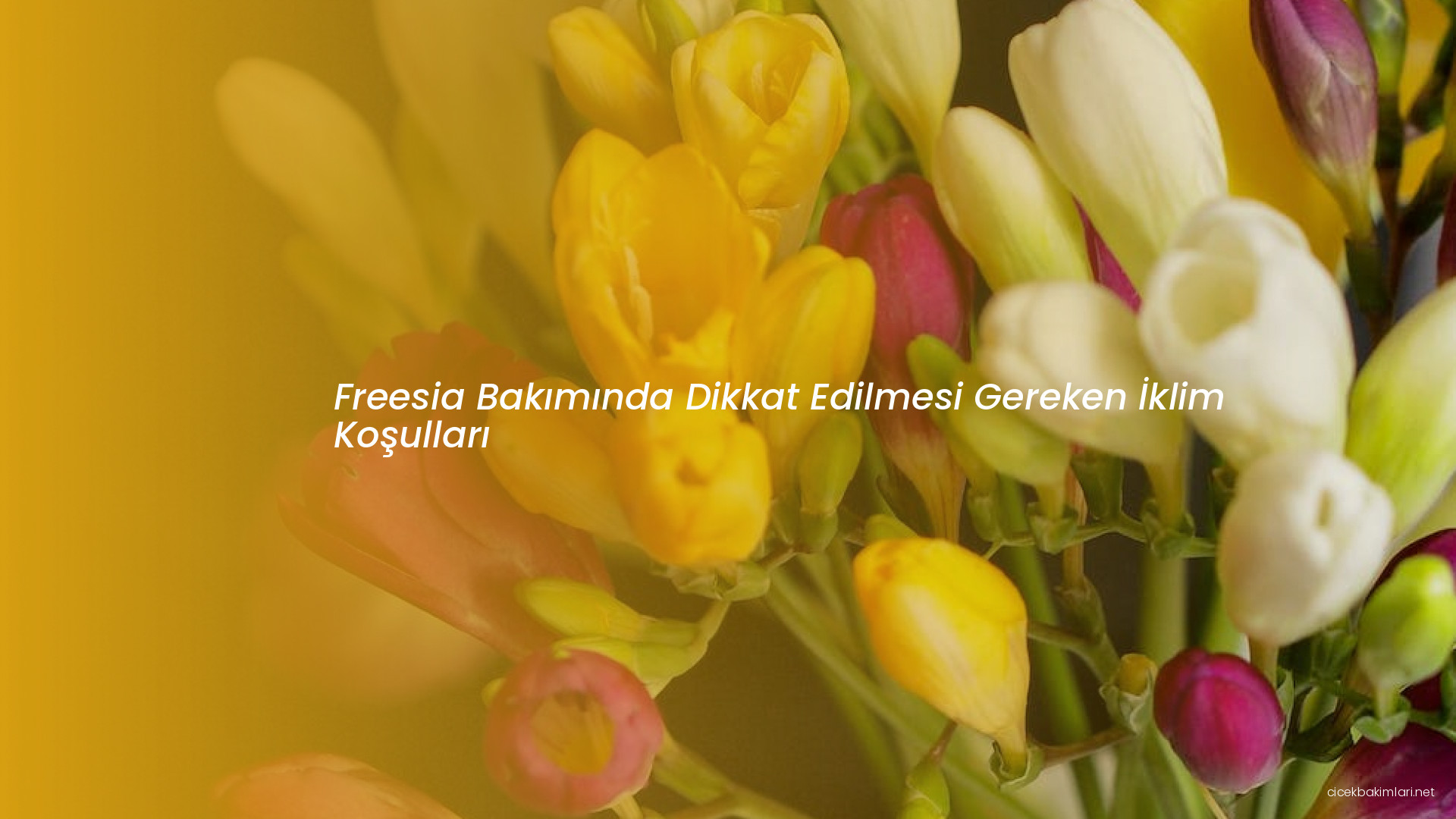 Freesia Bakımında Dikkat Edilmesi Gereken İklim Koşulları