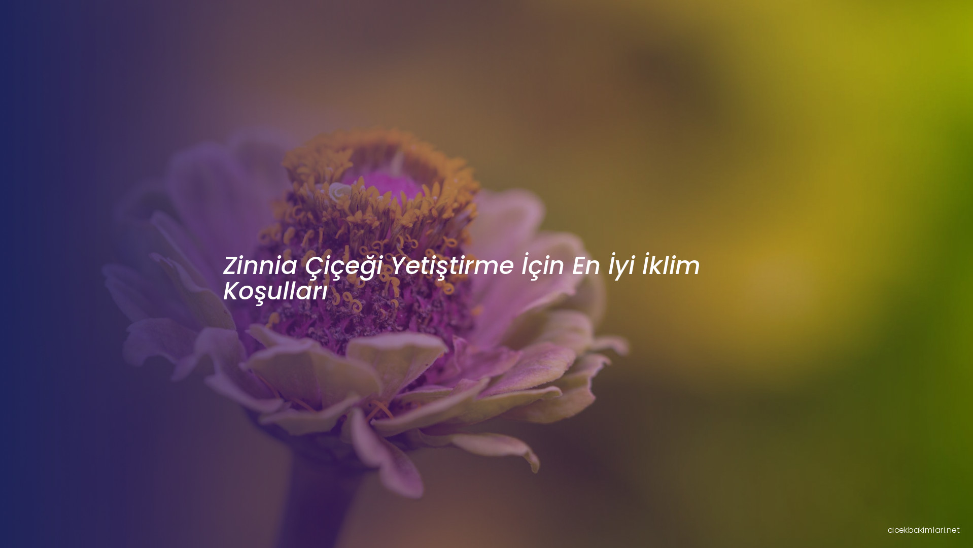 Zinnia Çiçeği Yetiştirme İçin En İyi İklim Koşulları