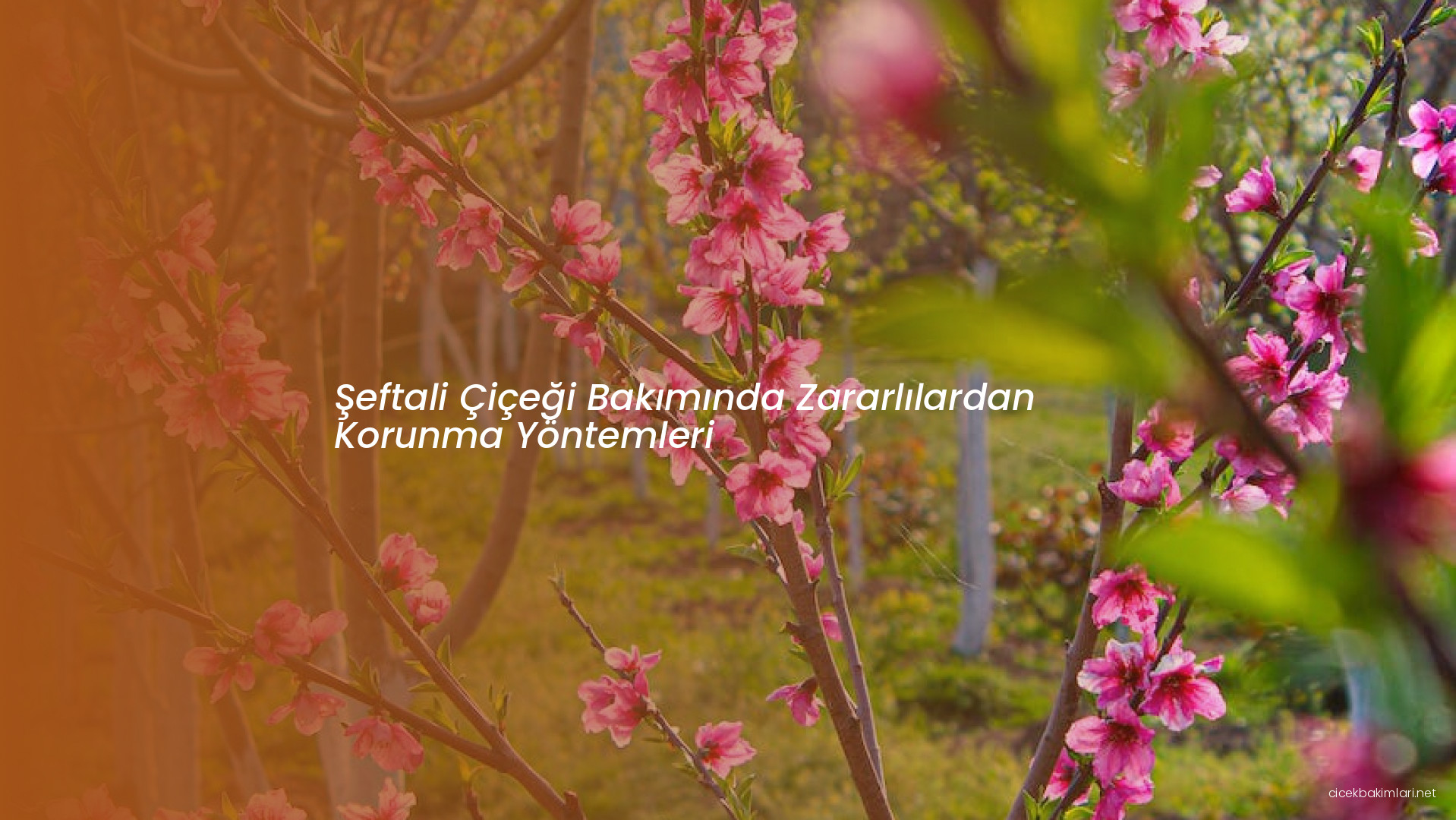 Şeftali Çiçeği Bakımında Zararlılardan Korunma Yöntemleri