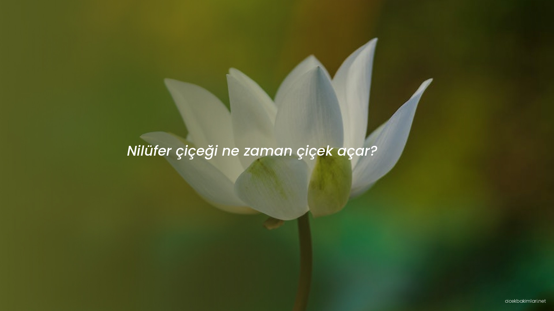 Nilüfer çiçeği ne zaman çiçek açar?