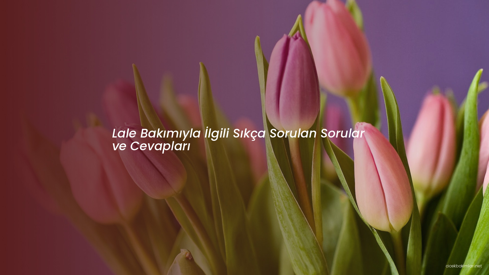 Lale Bakımıyla İlgili Sıkça Sorulan Sorular ve Cevapları