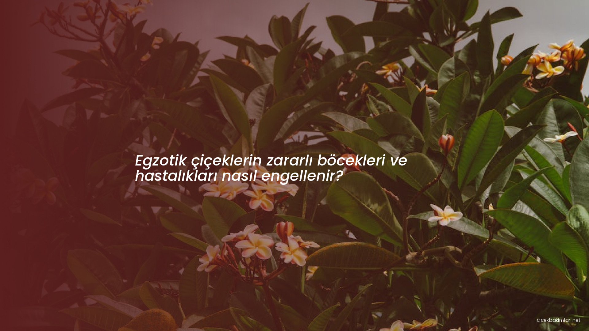 Egzotik çiçeklerin zararlı böcekleri ve hastalıkları nasıl engellenir?