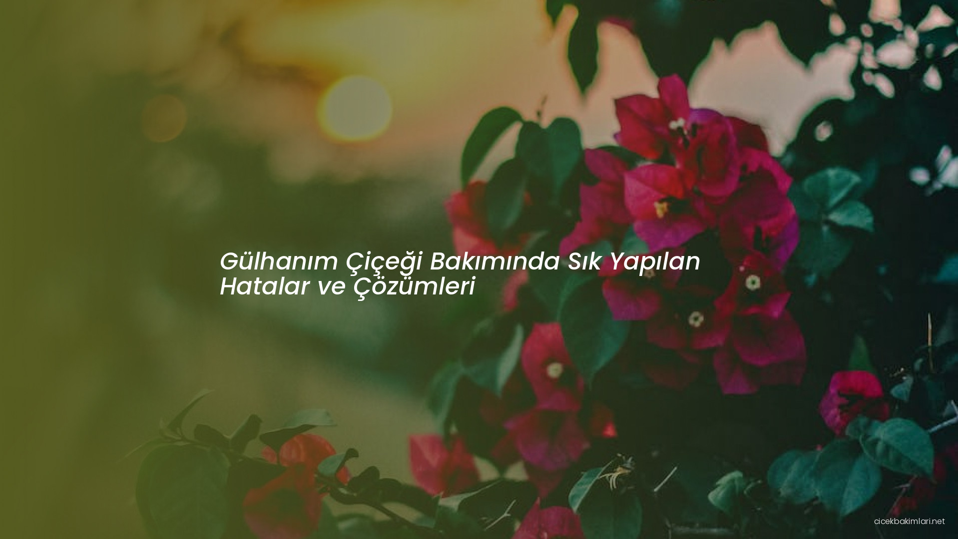 Gülhanım Çiçeği Bakımında Sık Yapılan Hatalar ve Çözümleri
