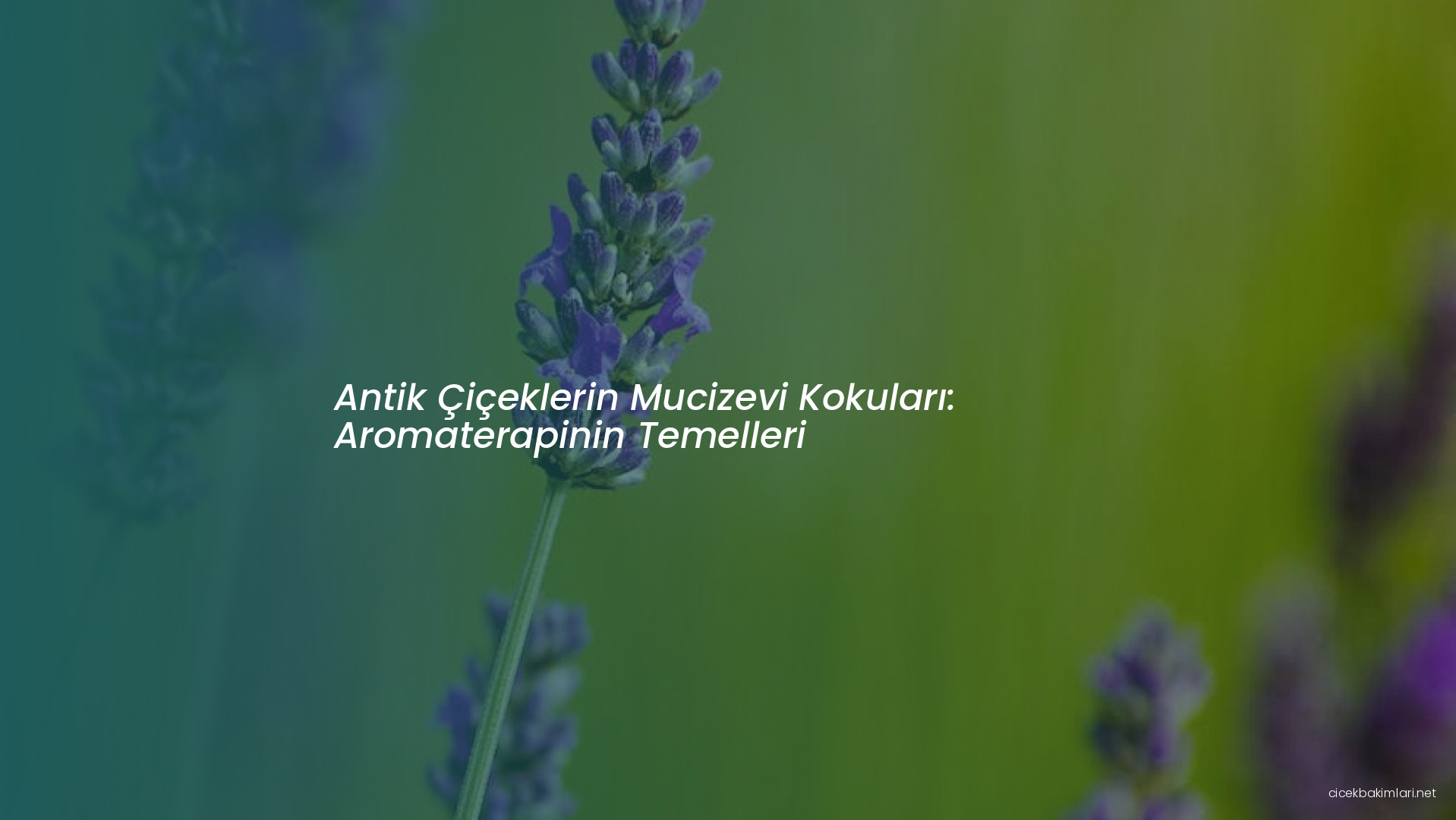 Antik Çiçeklerin Mucizevi Kokuları: Aromaterapinin Temelleri