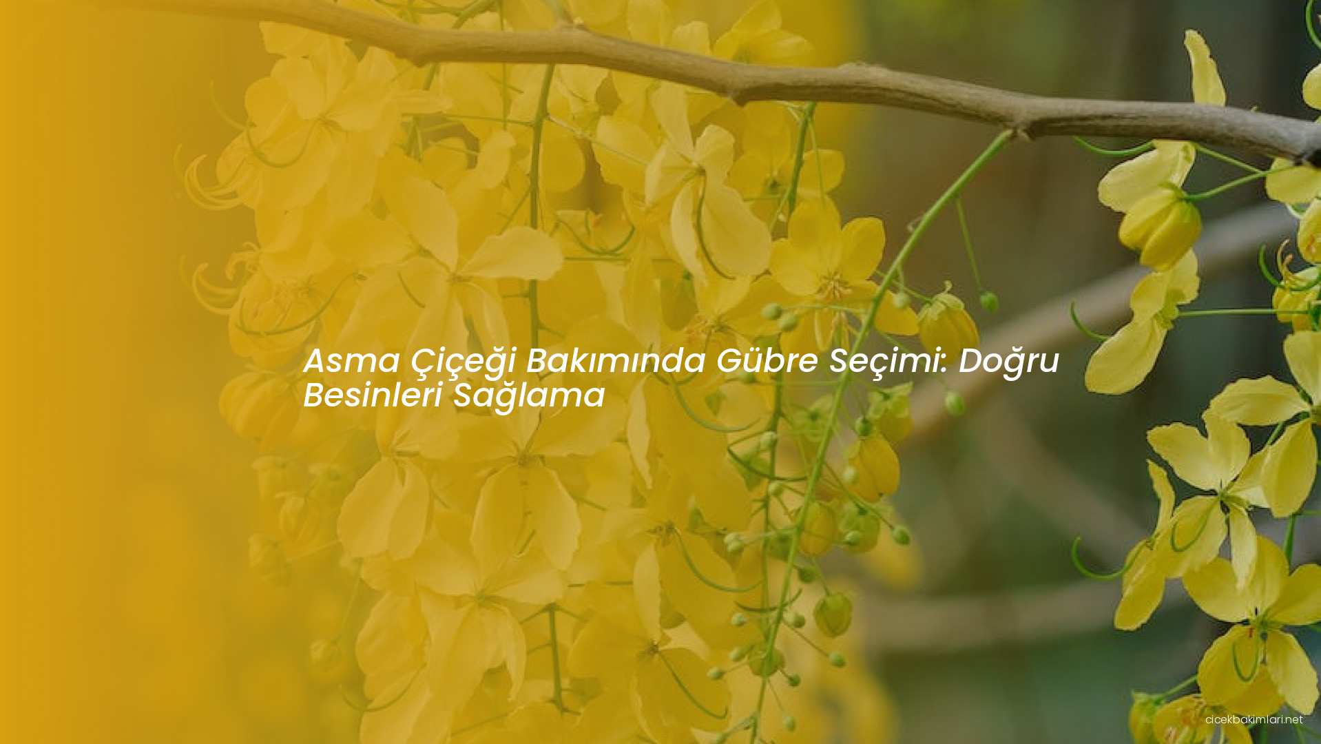 Asma Çiçeği Bakımında Gübre Seçimi: Doğru Besinleri Sağlama