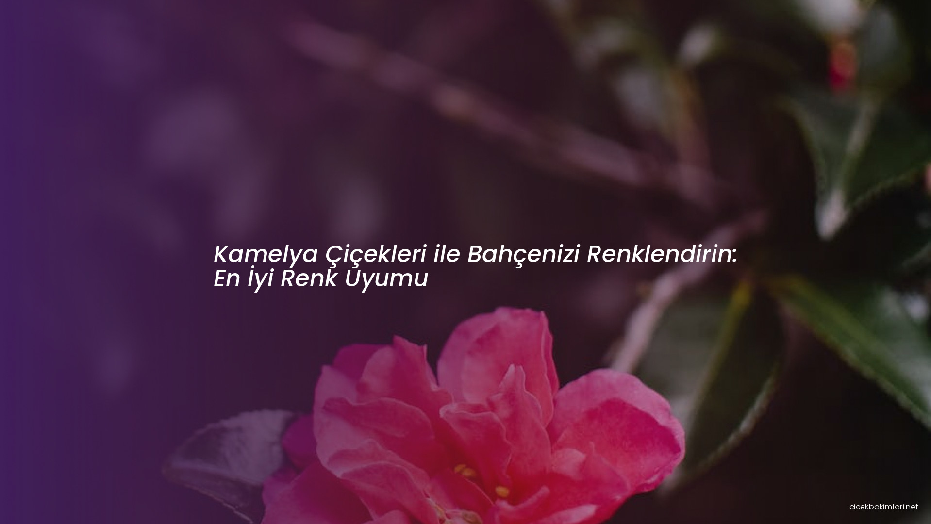 Kamelya Çiçekleri ile Bahçenizi Renklendirin: En İyi Renk Uyumu