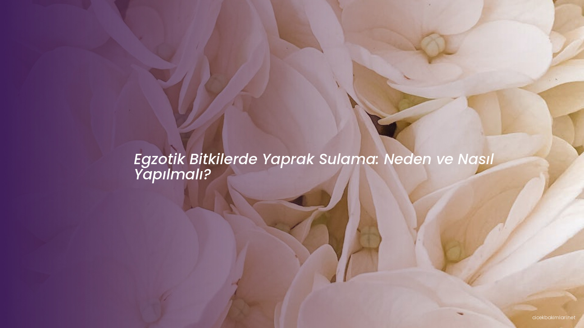 Egzotik Bitkilerde Yaprak Sulama: Neden ve Nasıl Yapılmalı?