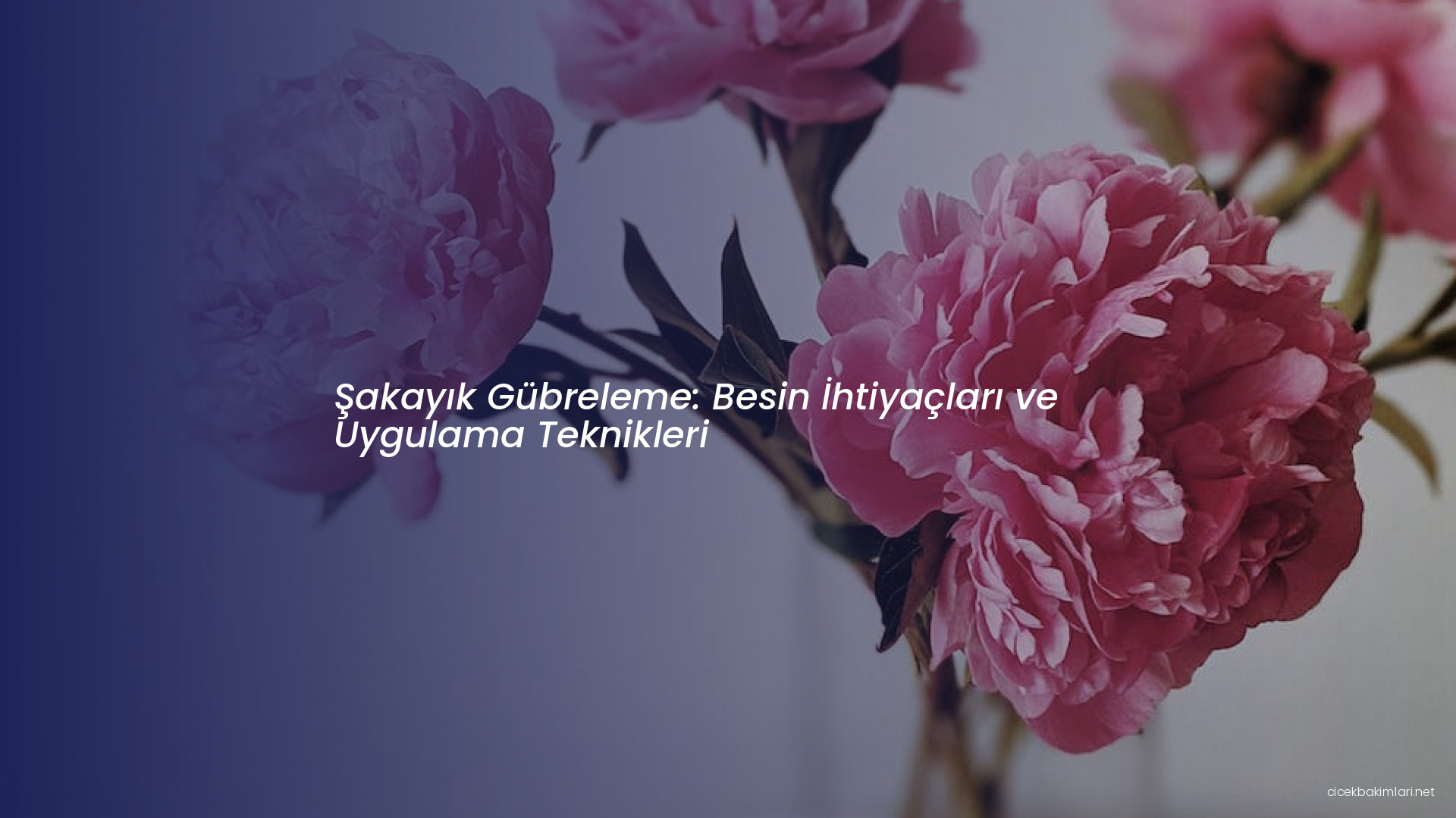 Şakayık Gübreleme: Besin İhtiyaçları ve Uygulama Teknikleri