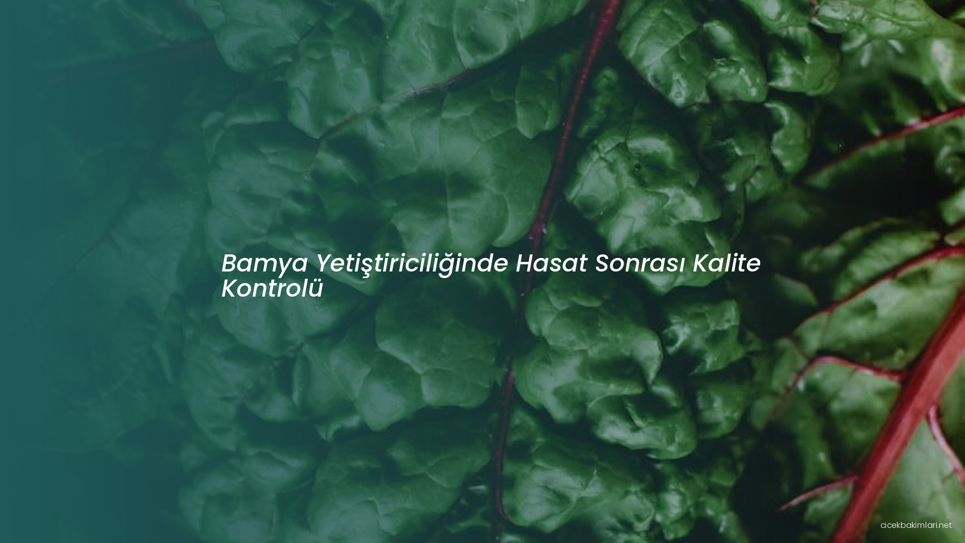 Bamya Yetiştiriciliğinde Hasat Sonrası Kalite Kontrolü