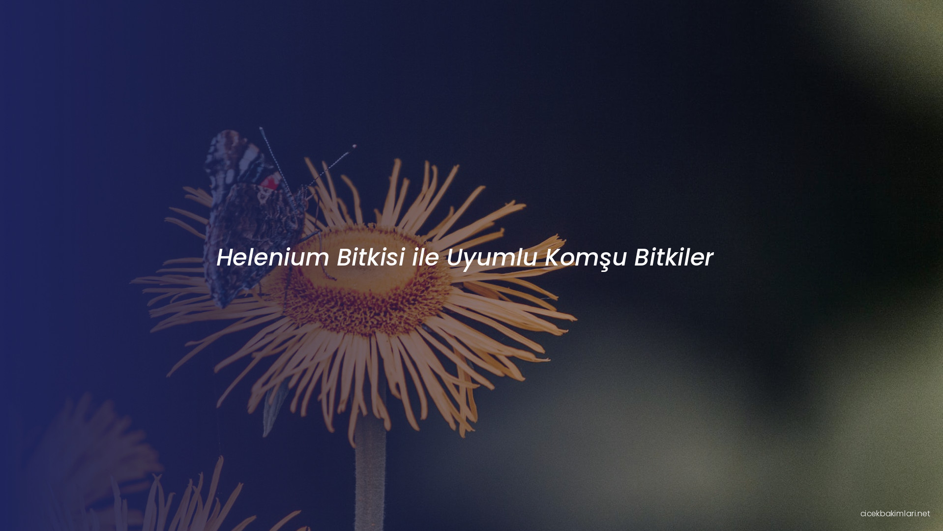 Helenium Bitkisi ile Uyumlu Komşu Bitkiler