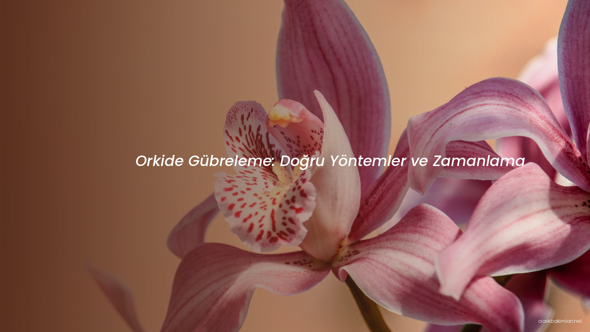 Orkide Gübreleme: Doğru Yöntemler ve Zamanlama
