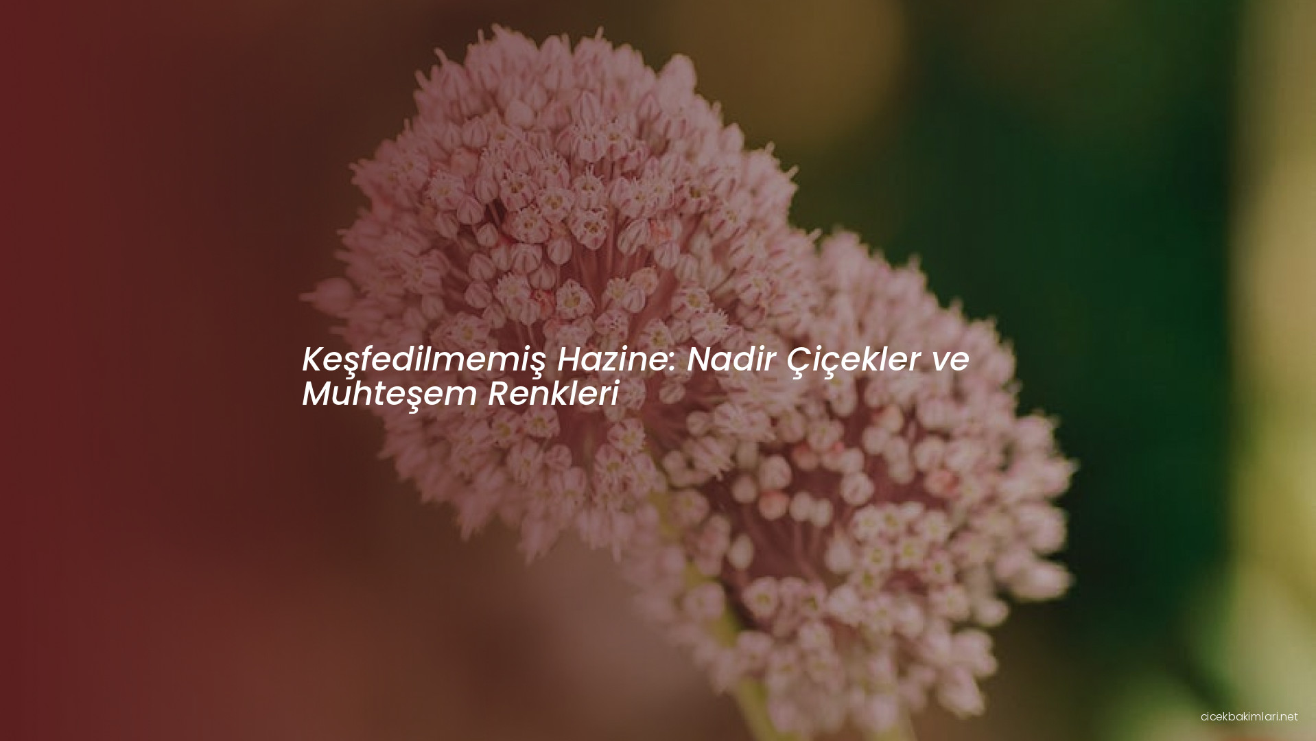 Keşfedilmemiş Hazine: Nadir Çiçekler ve Muhteşem Renkleri