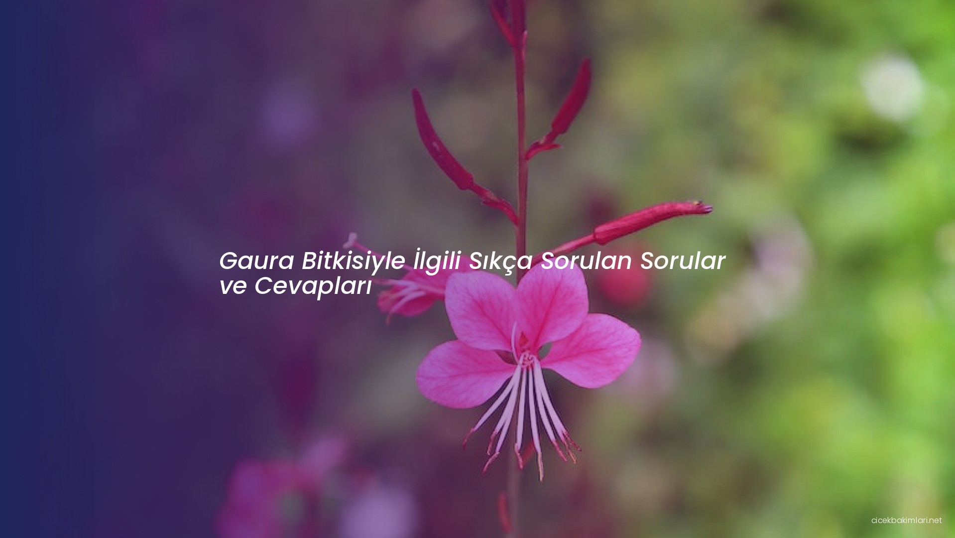 Gaura Bitkisiyle İlgili Sıkça Sorulan Sorular ve Cevapları