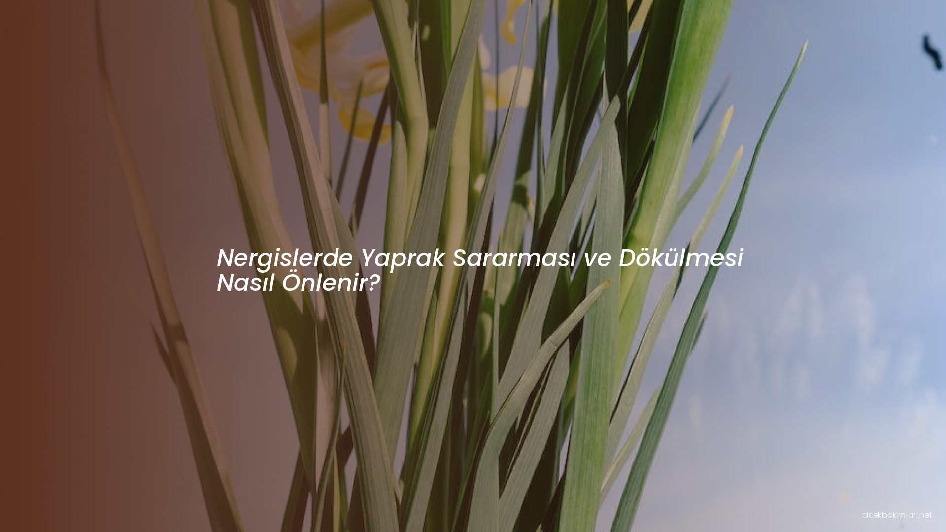 Nergislerde Yaprak Sararması ve Dökülmesi Nasıl Önlenir?