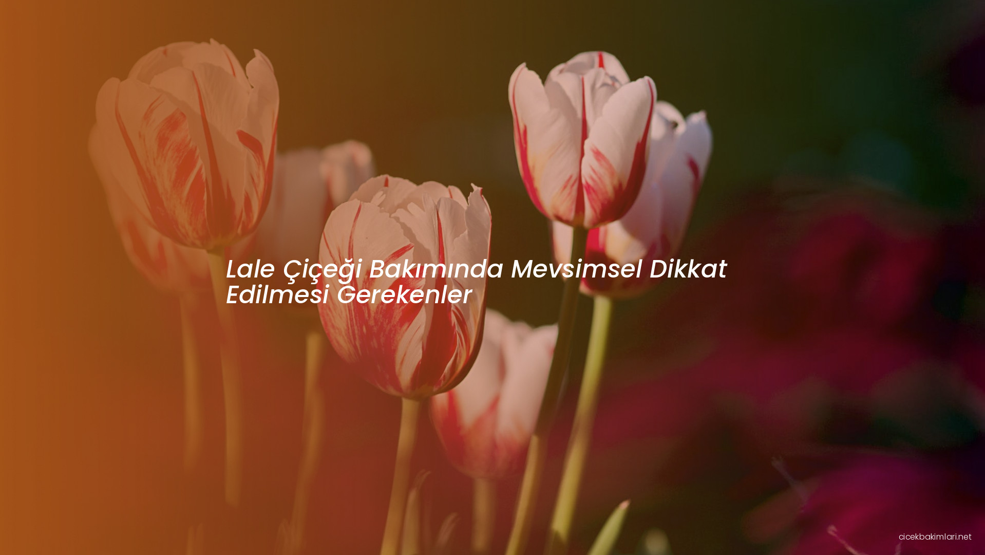 Lale Çiçeği Bakımında Mevsimsel Dikkat Edilmesi Gerekenler