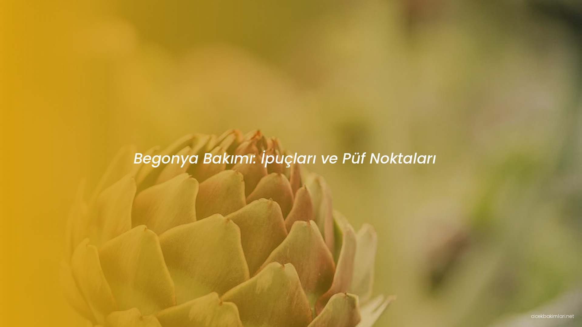 Begonya Bakımı: İpuçları ve Püf Noktaları