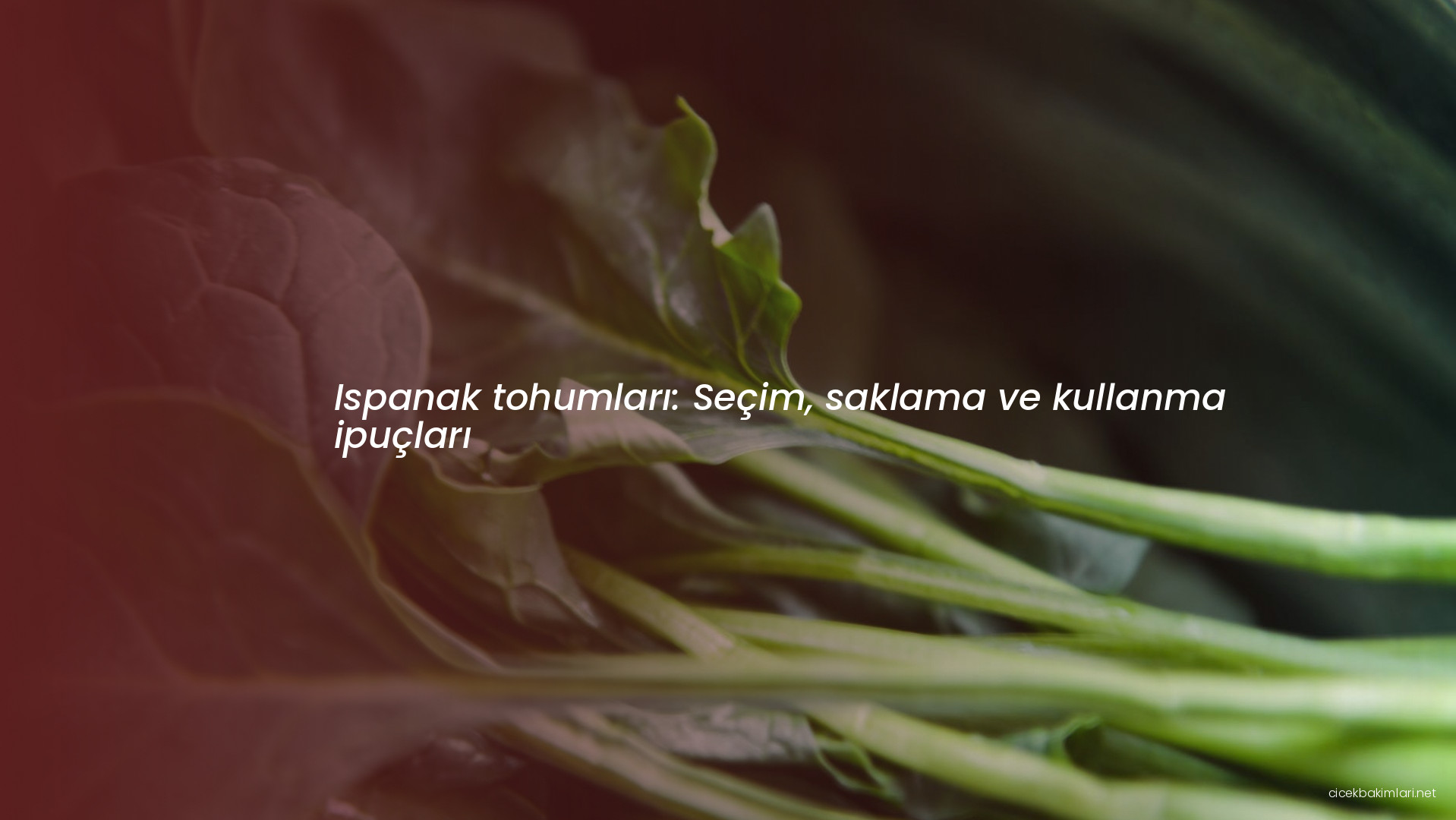 Ispanak tohumları: Seçim, saklama ve kullanma ipuçları