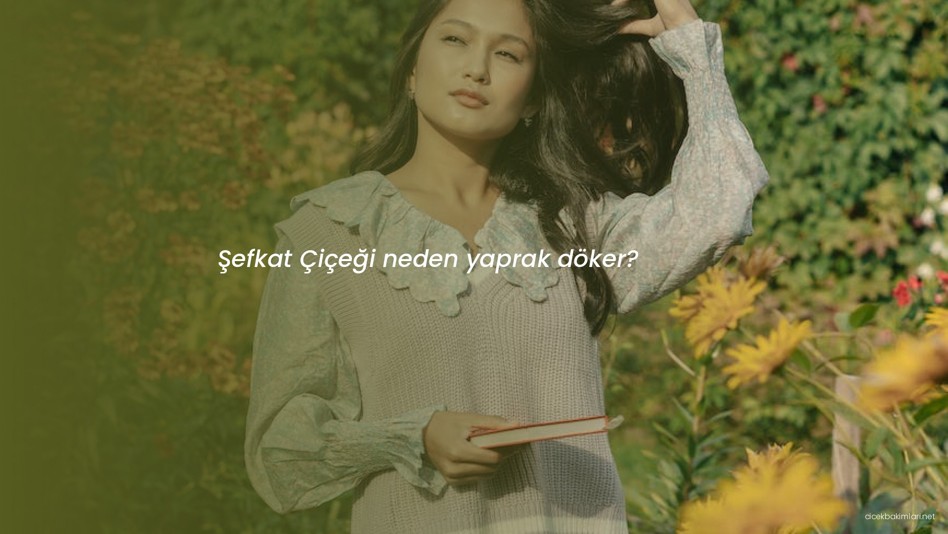 Şefkat Çiçeği neden yaprak döker?