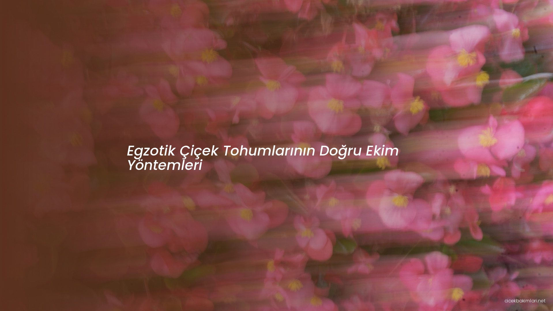 Egzotik Çiçek Tohumlarının Doğru Ekim Yöntemleri