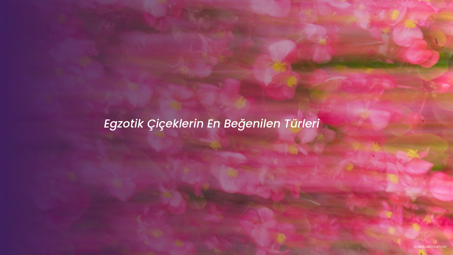 Egzotik Çiçeklerin En Beğenilen Türleri