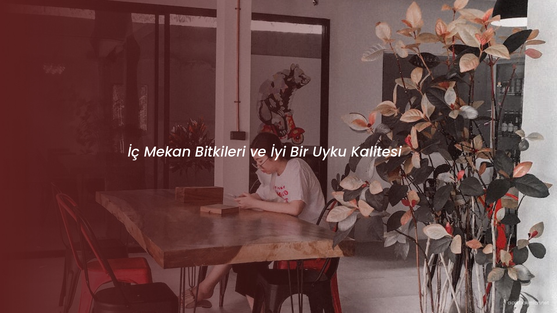 İç Mekan Bitkileri ve İyi Bir Uyku Kalitesi