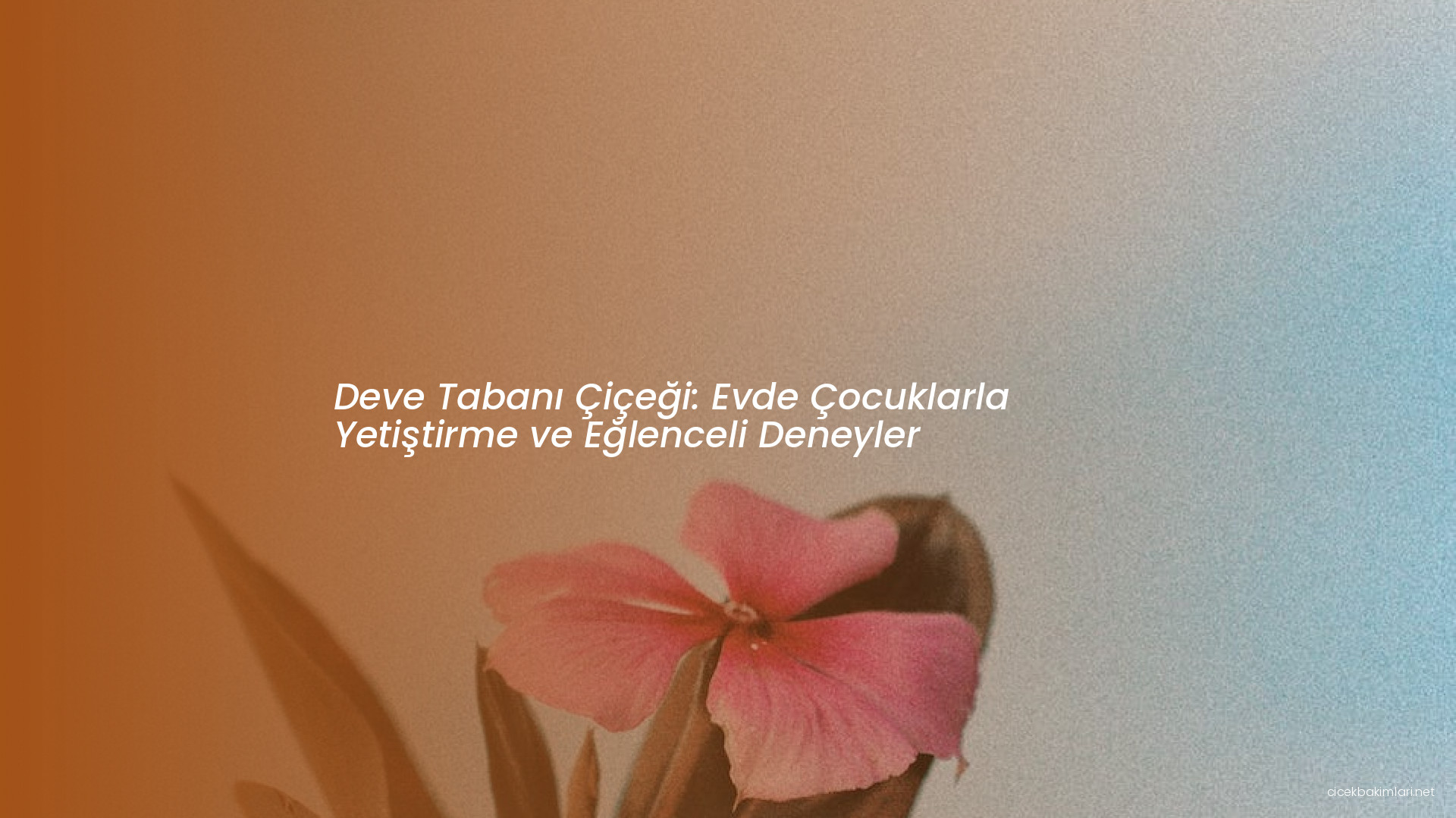 Deve Tabanı Çiçeği: Evde Çocuklarla Yetiştirme ve Eğlenceli Deneyler