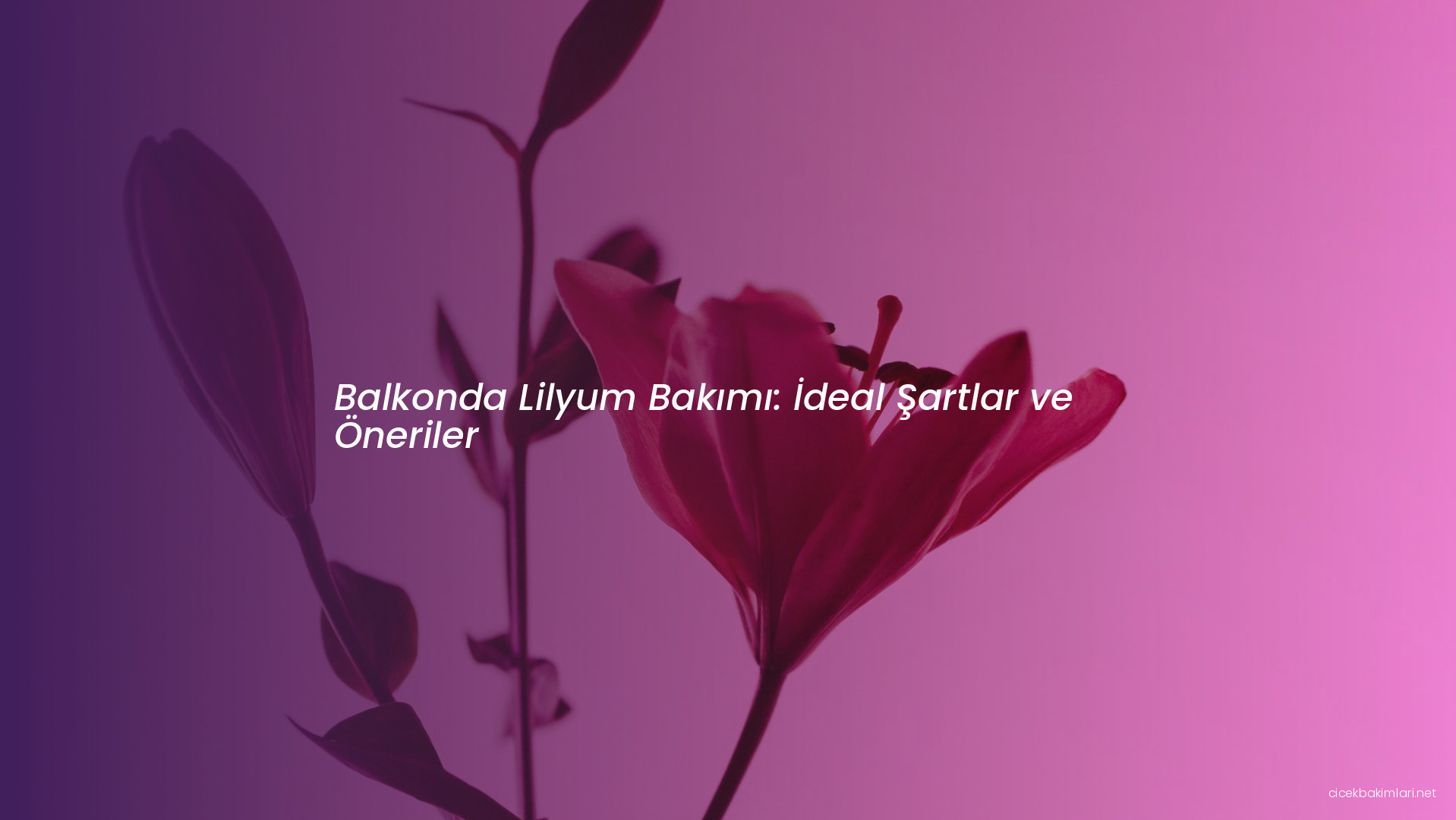 Balkonda Lilyum Bakımı: İdeal Şartlar ve Öneriler