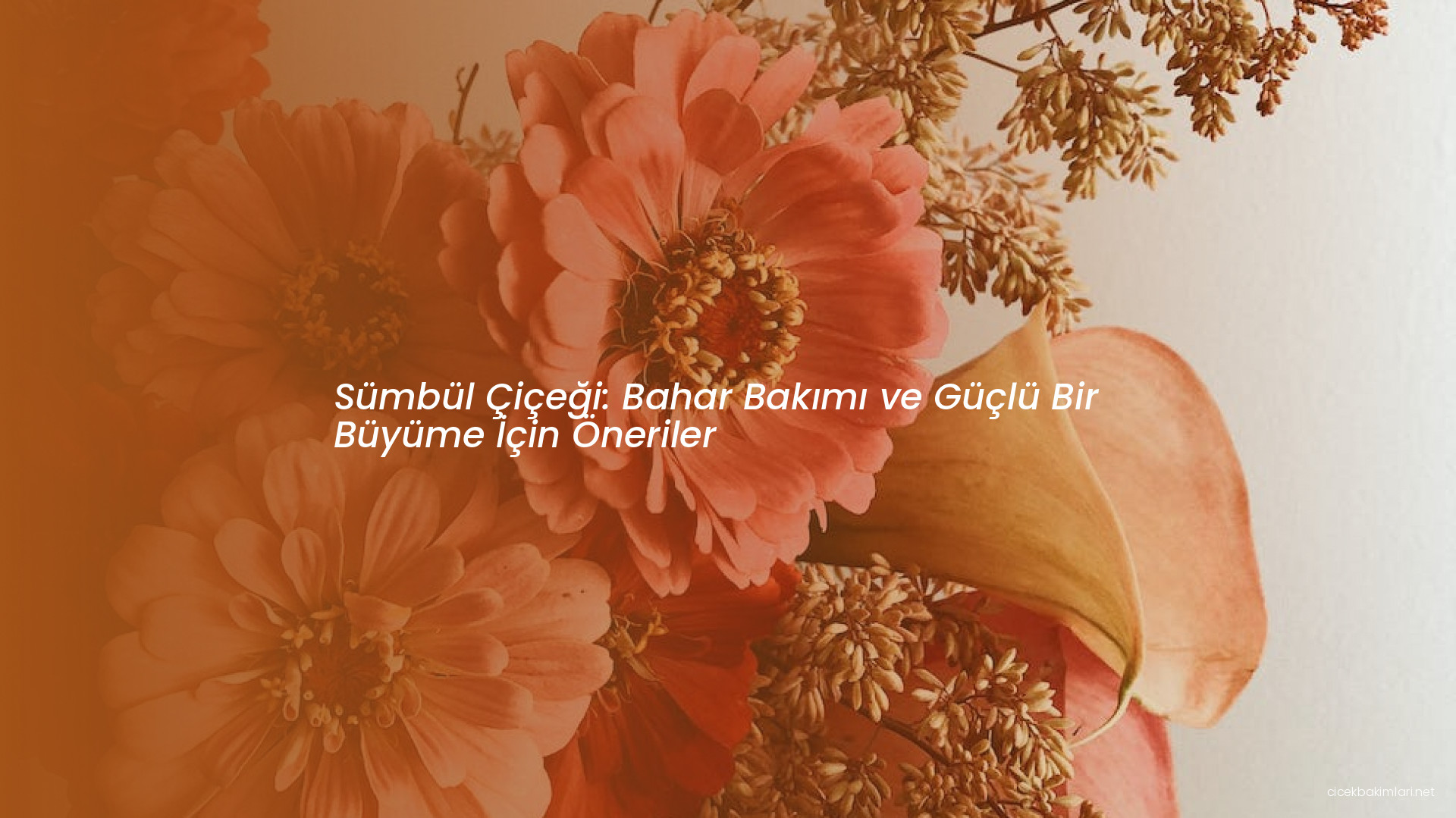 Sümbül Çiçeği: Bahar Bakımı ve Güçlü Bir Büyüme İçin Öneriler