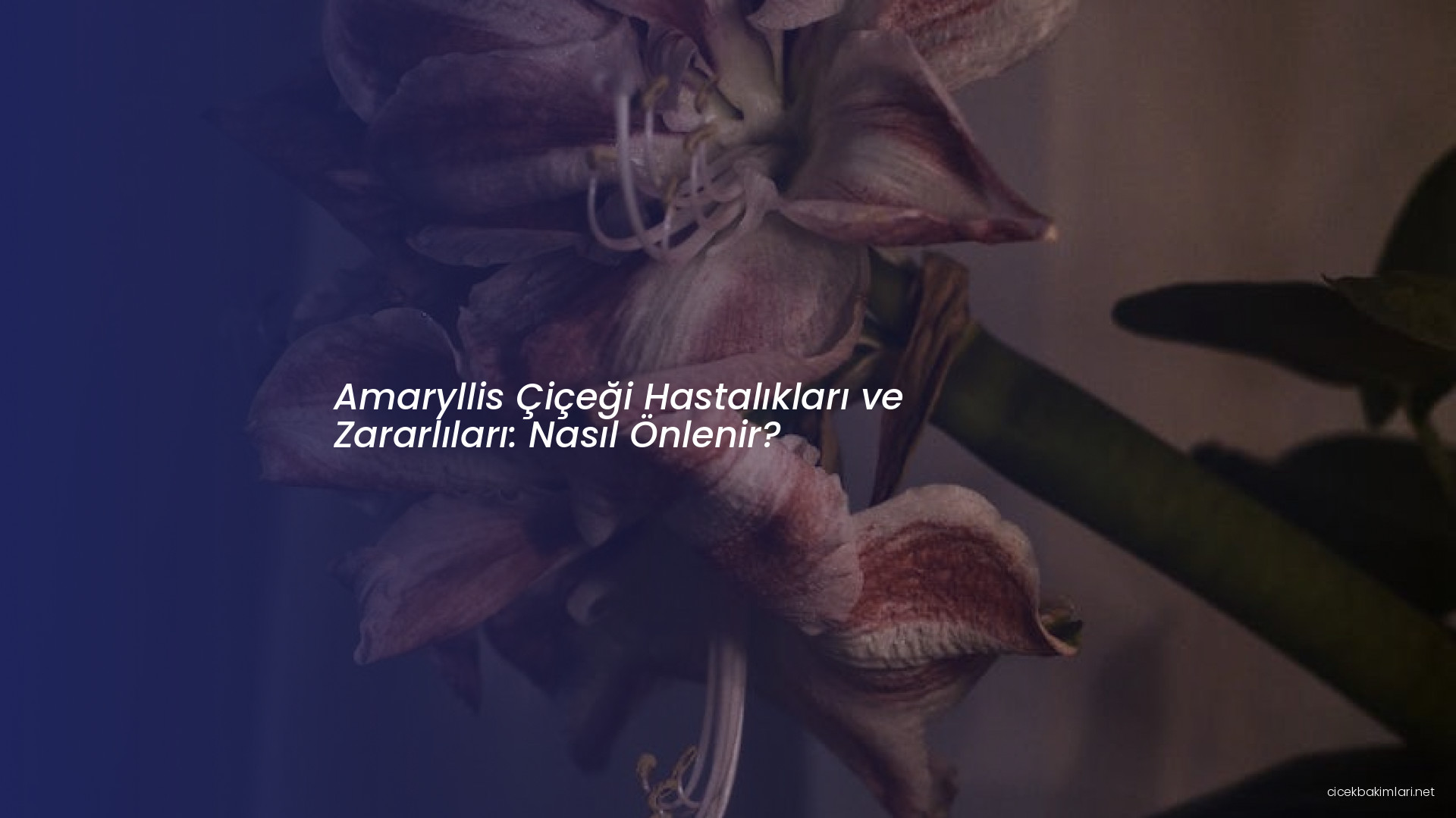 Amaryllis Çiçeği Hastalıkları ve Zararlıları: Nasıl Önlenir?