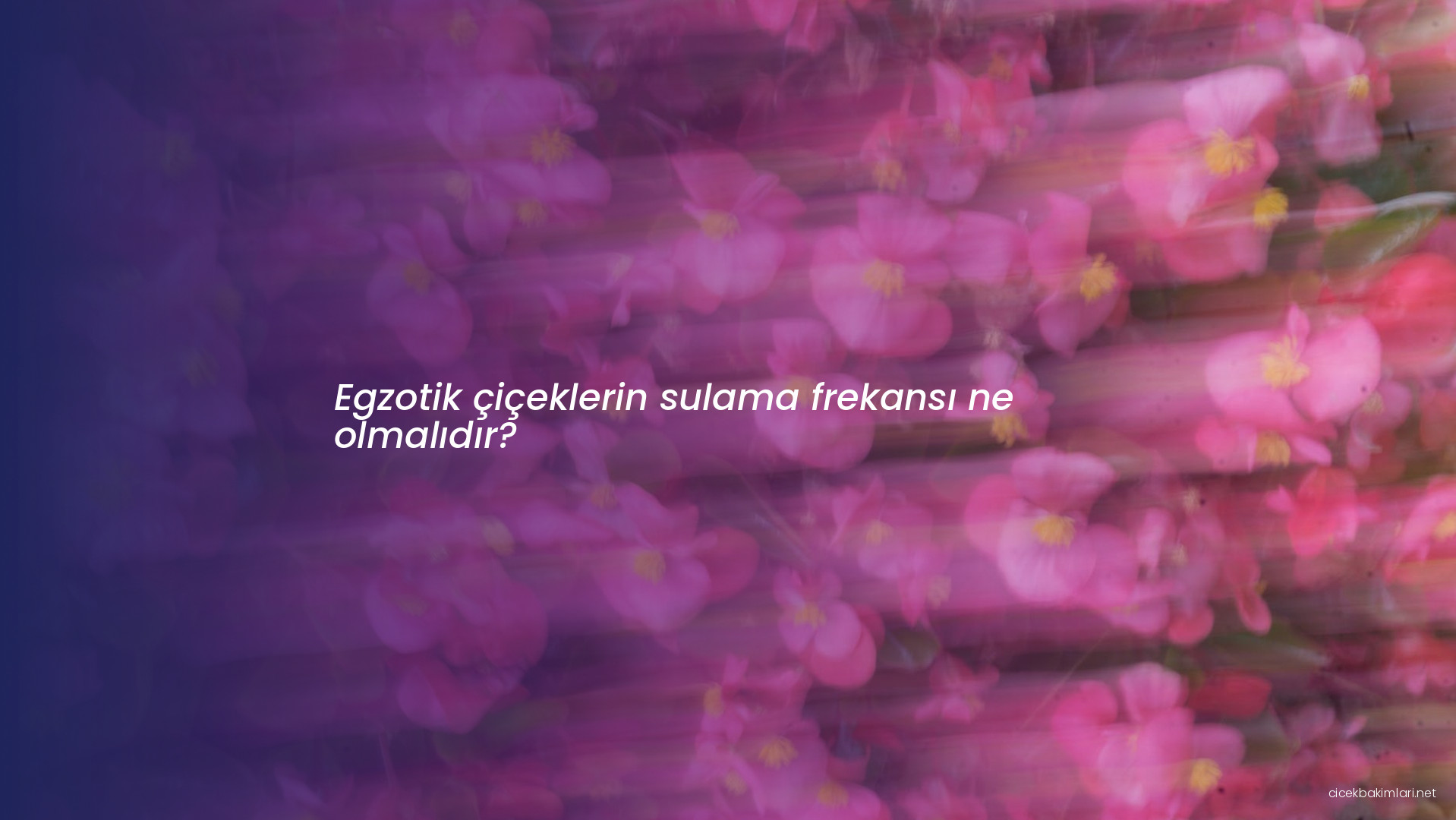 Egzotik çiçeklerin sulama frekansı ne olmalıdır?