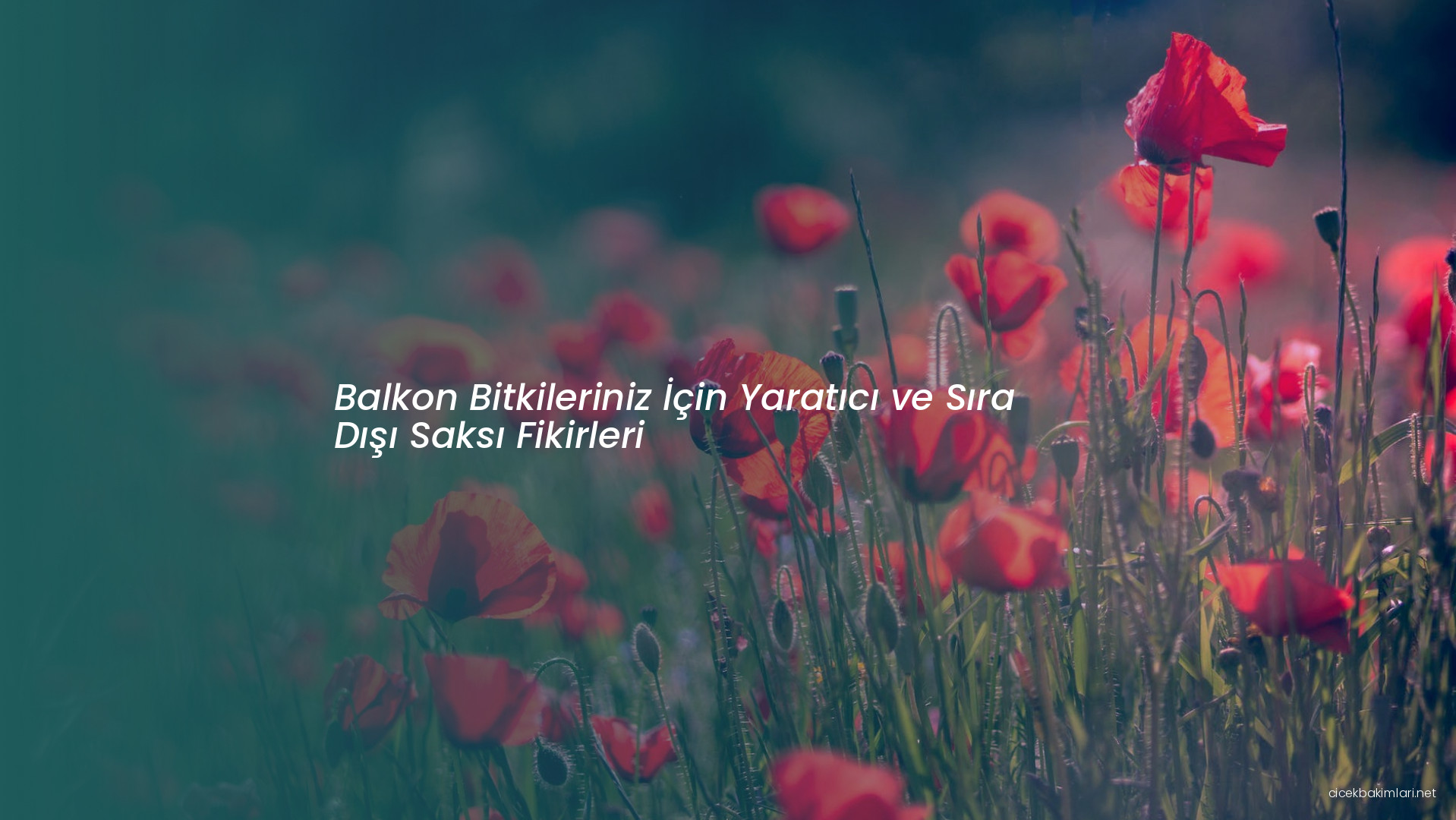 Balkon Bitkileriniz İçin Yaratıcı ve Sıra Dışı Saksı Fikirleri