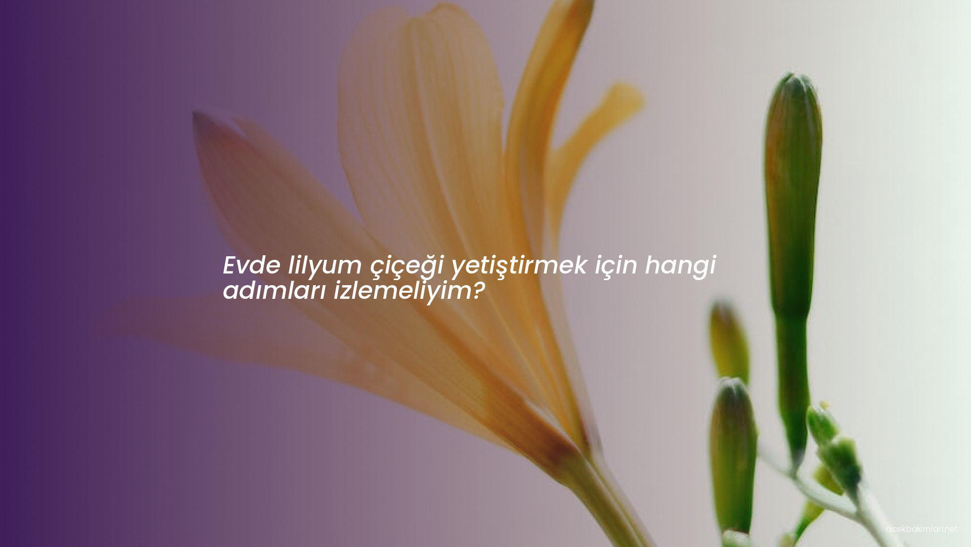 Evde lilyum çiçeği yetiştirmek için hangi adımları izlemeliyim?