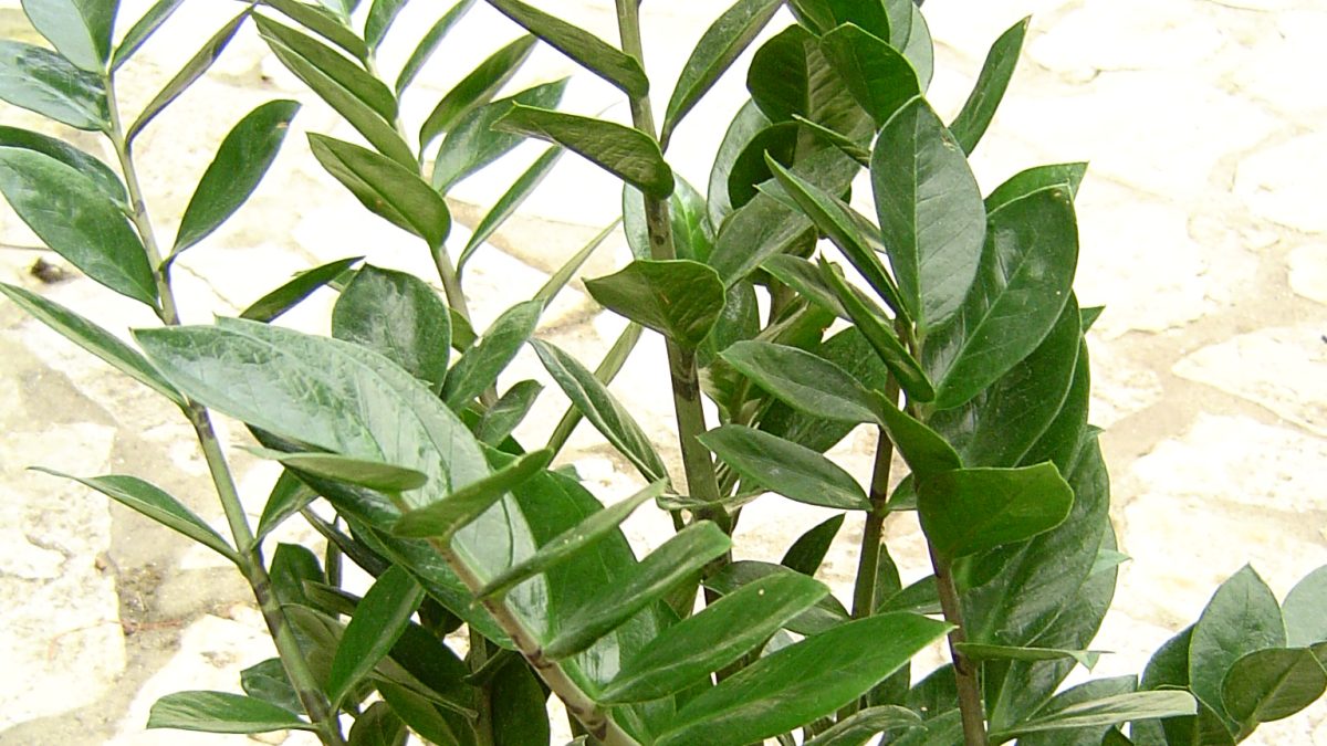 Zamyokulkas (ZZ Bitkisi)
