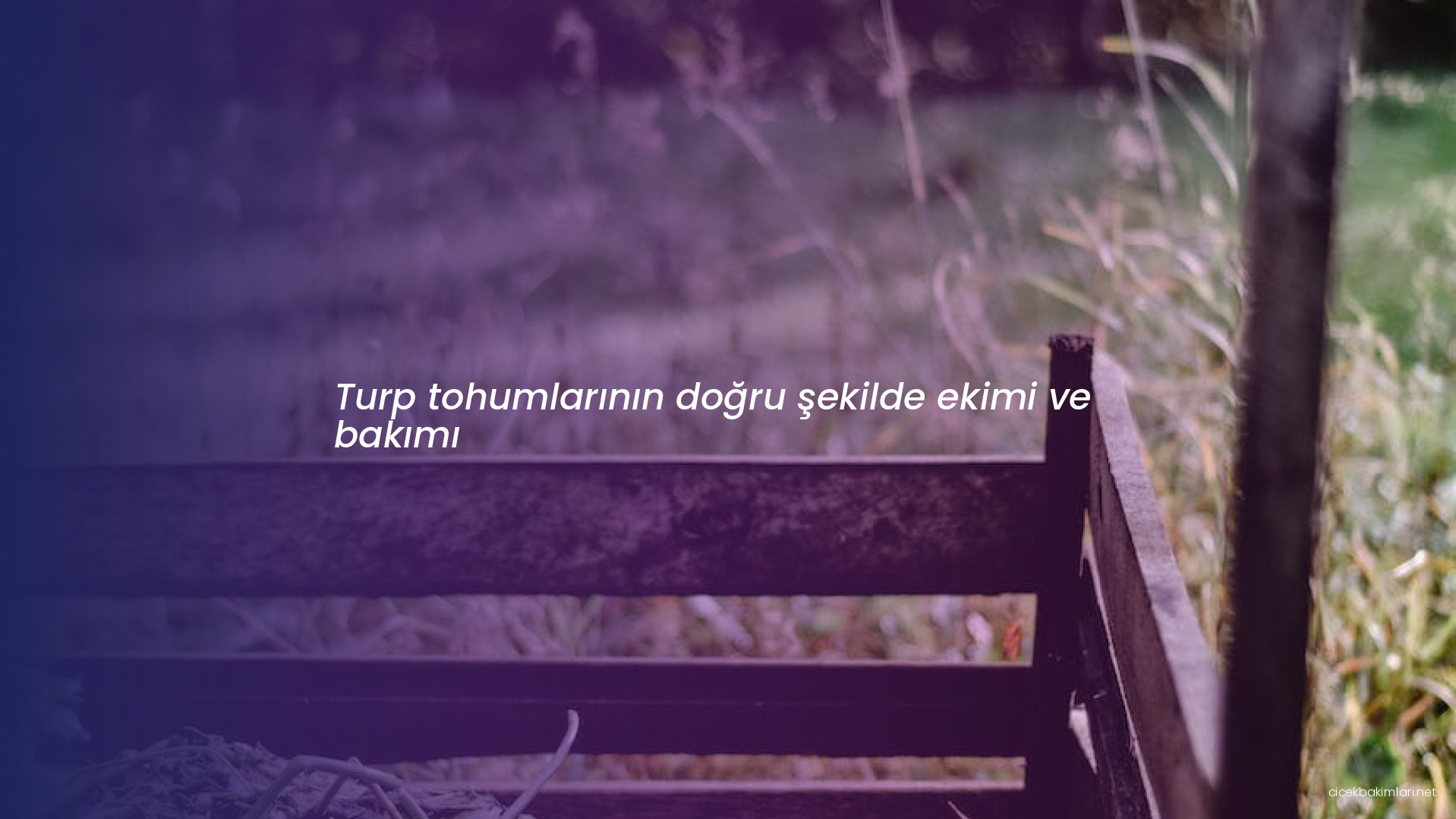 Turp tohumlarının doğru şekilde ekimi ve bakımı