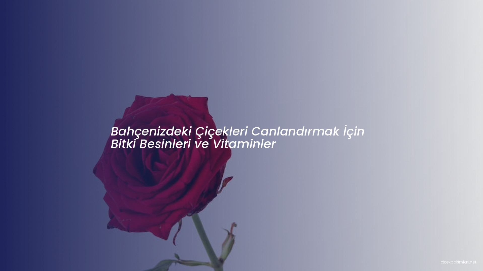 Bahçenizdeki Çiçekleri Canlandırmak İçin Bitki Besinleri ve Vitaminler