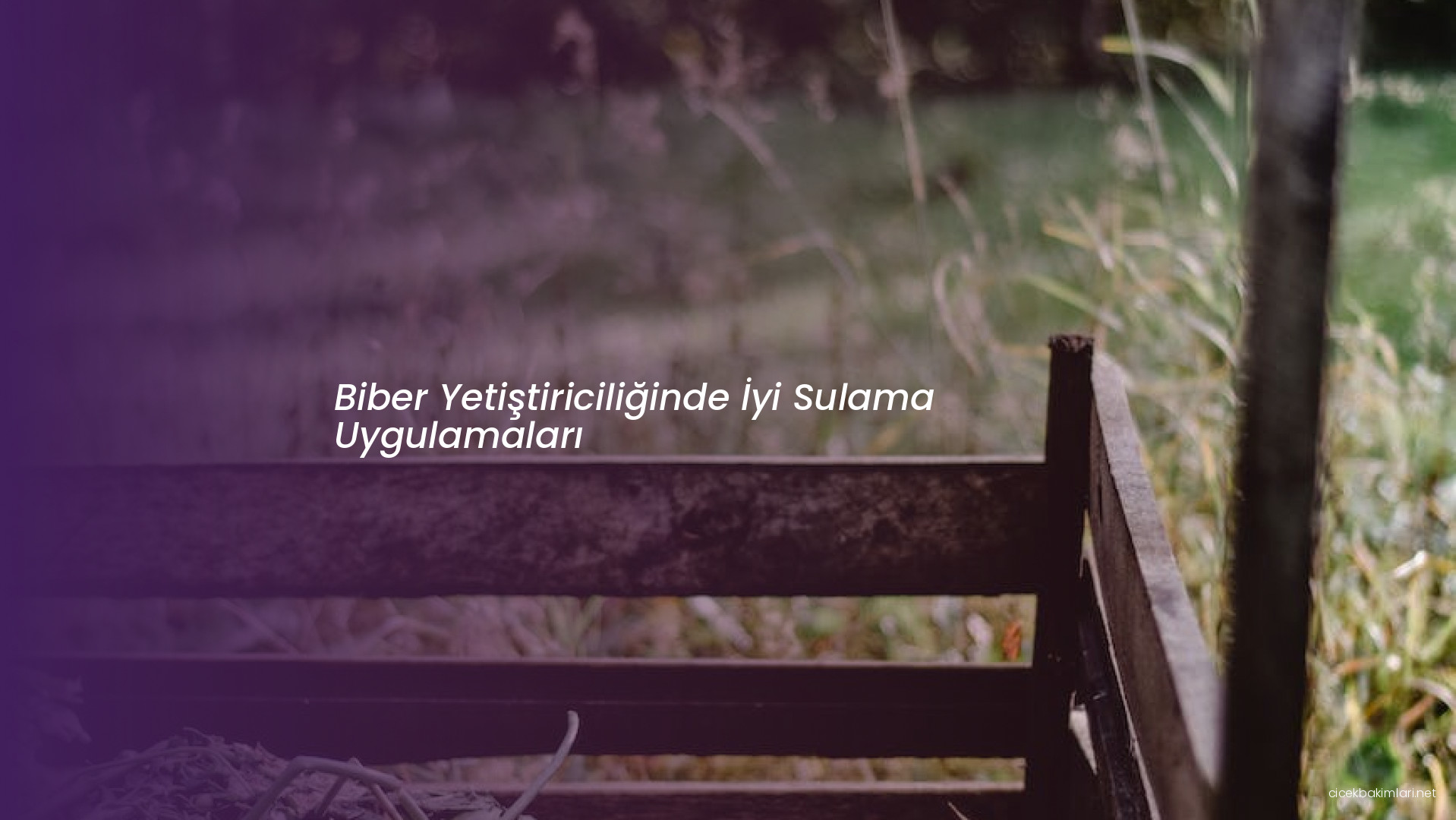 Biber Yetiştiriciliğinde İyi Sulama Uygulamaları