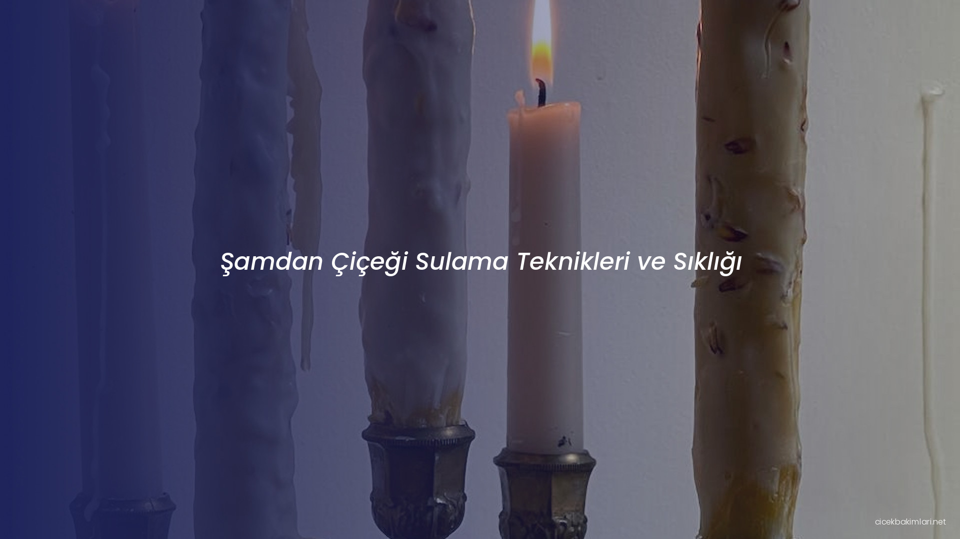 Şamdan Çiçeği Sulama Teknikleri ve Sıklığı