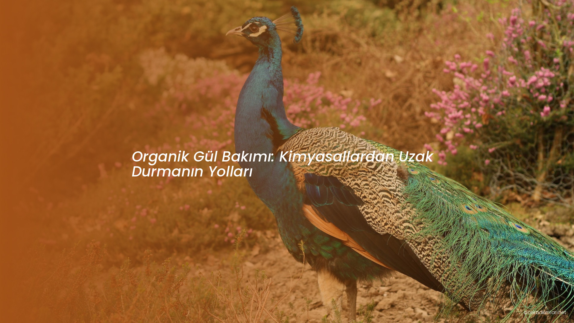 Organik Gül Bakımı: Kimyasallardan Uzak Durmanın Yolları