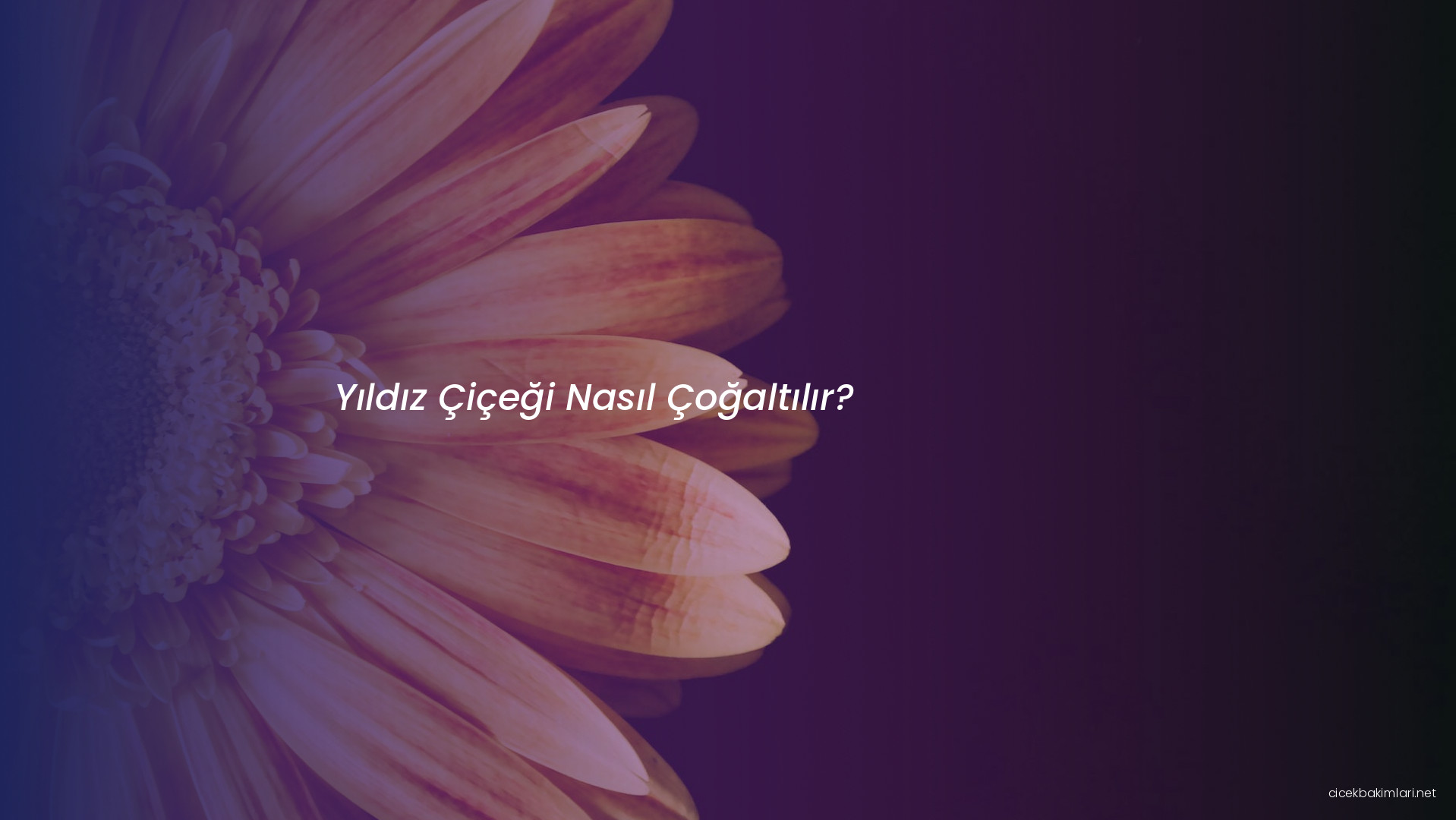 Yıldız Çiçeği Nasıl Çoğaltılır?