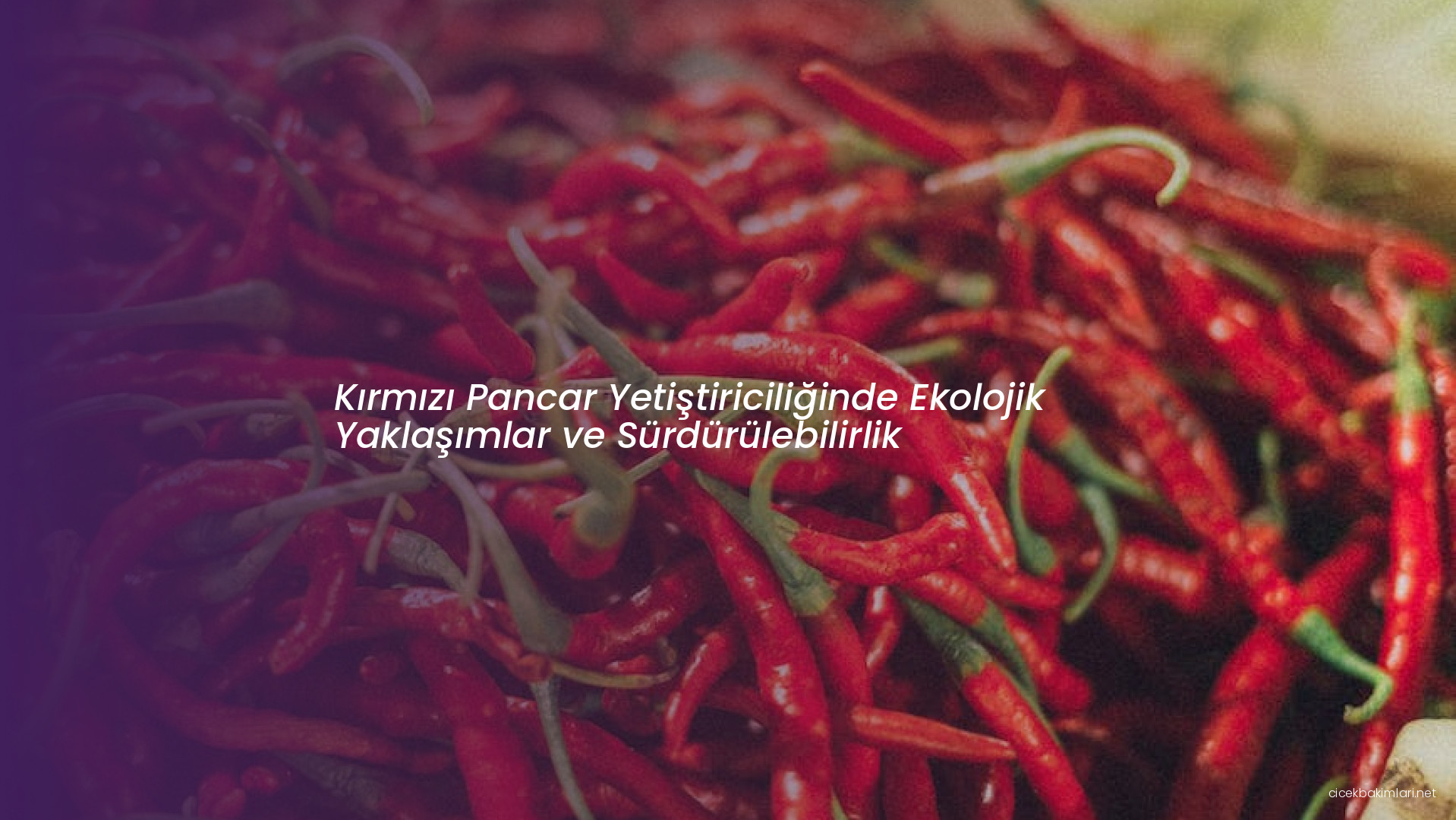 Kırmızı Pancar Yetiştiriciliğinde Ekolojik Yaklaşımlar ve Sürdürülebilirlik