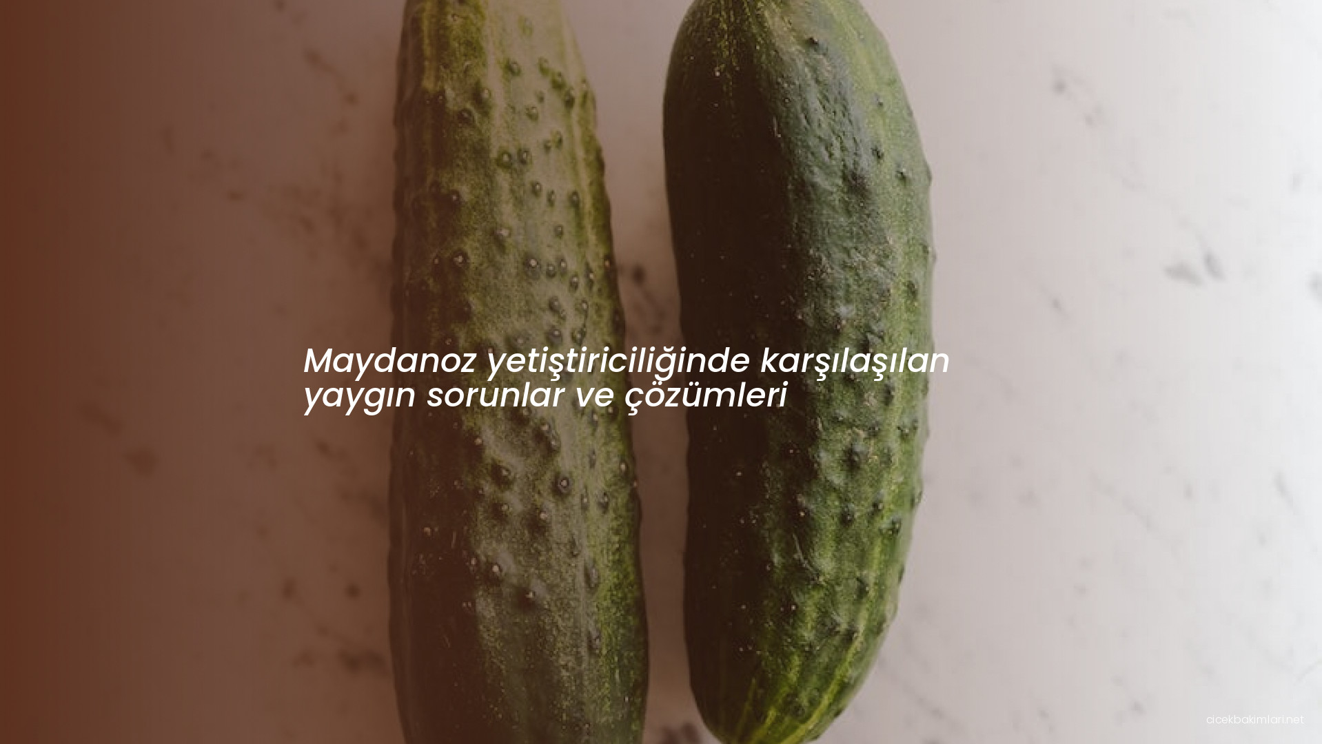 Maydanoz yetiştiriciliğinde karşılaşılan yaygın sorunlar ve çözümleri