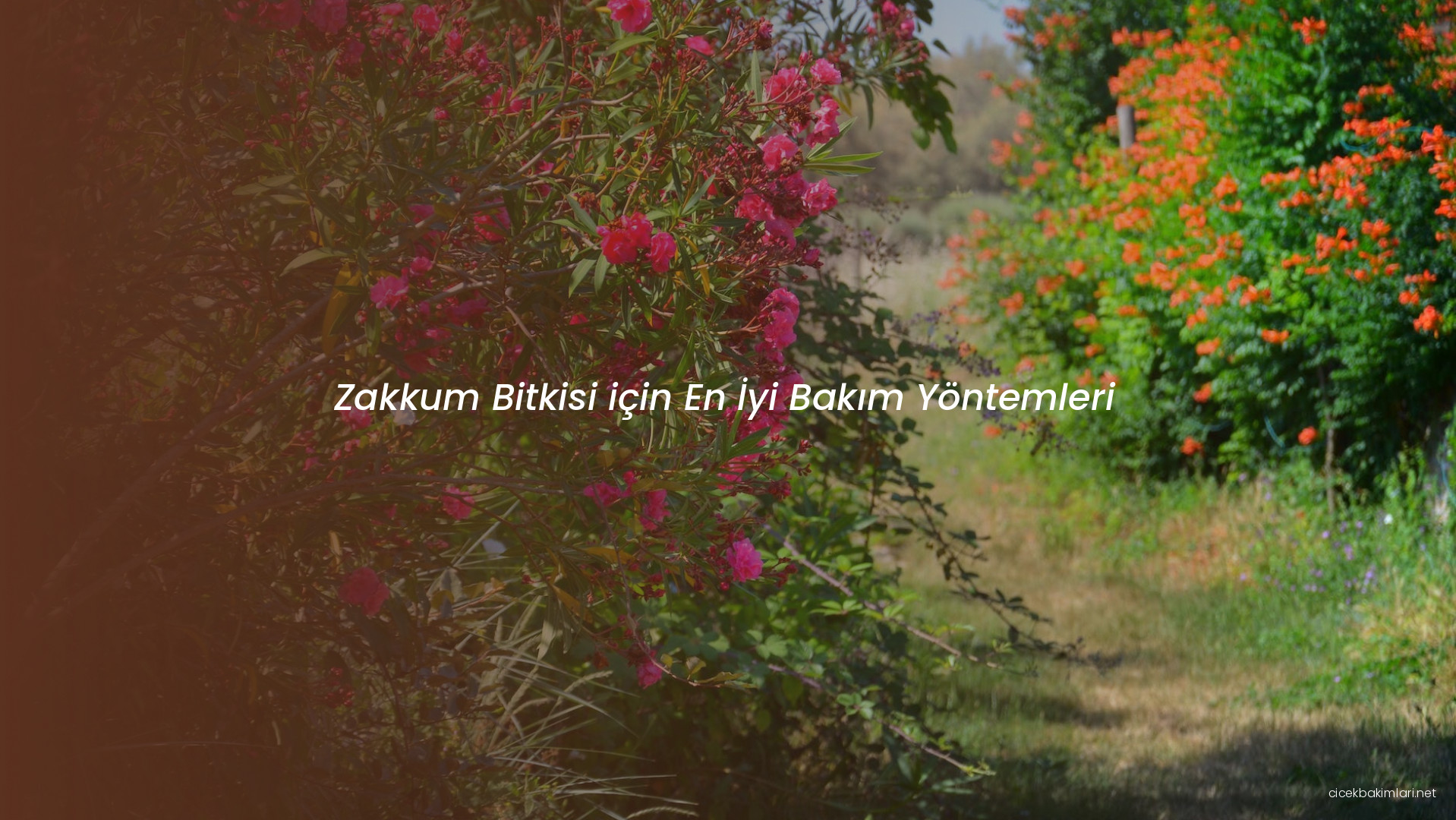 Zakkum Bitkisi için En İyi Bakım Yöntemleri