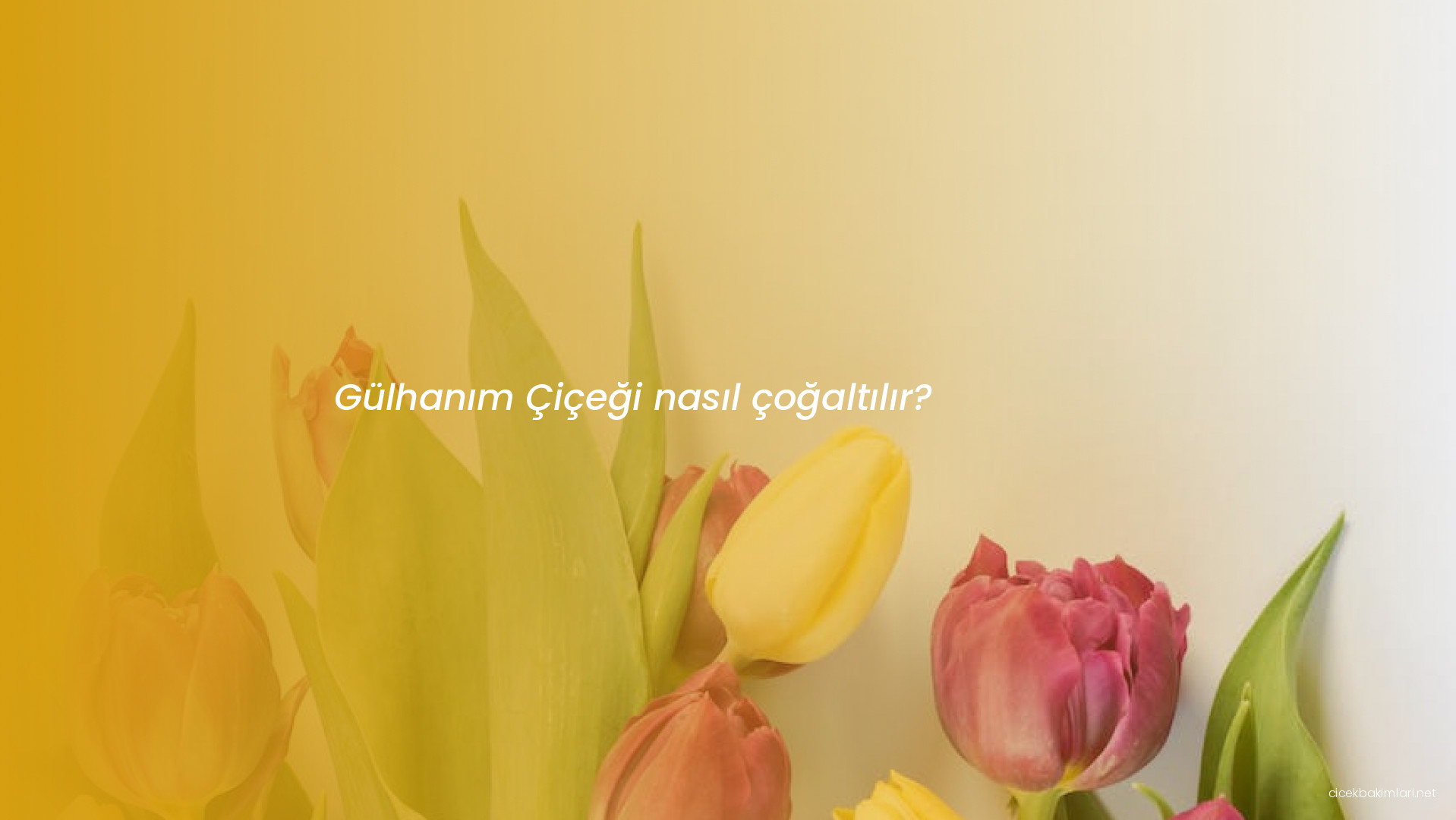 Gülhanım Çiçeği nasıl çoğaltılır?