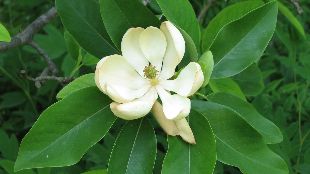 Antik Çiçeklerin Mucizevi Kokuları: Aromaterapinin Temelleri