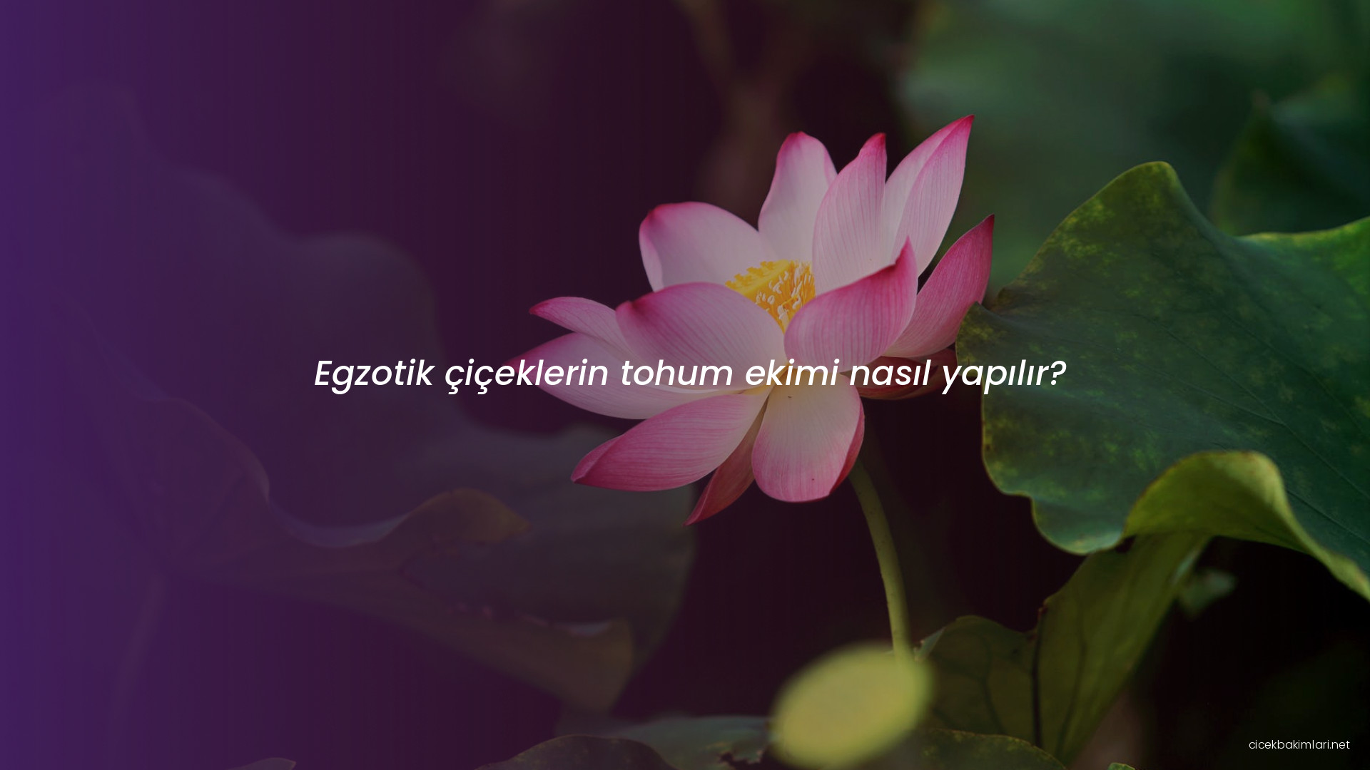 Egzotik çiçeklerin tohum ekimi nasıl yapılır?