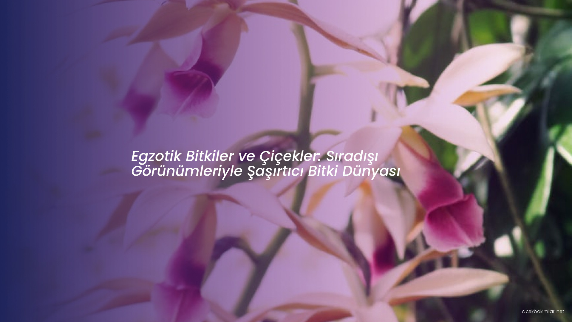 Egzotik Bitkiler ve Çiçekler: Sıradışı Görünümleriyle Şaşırtıcı Bitki Dünyası