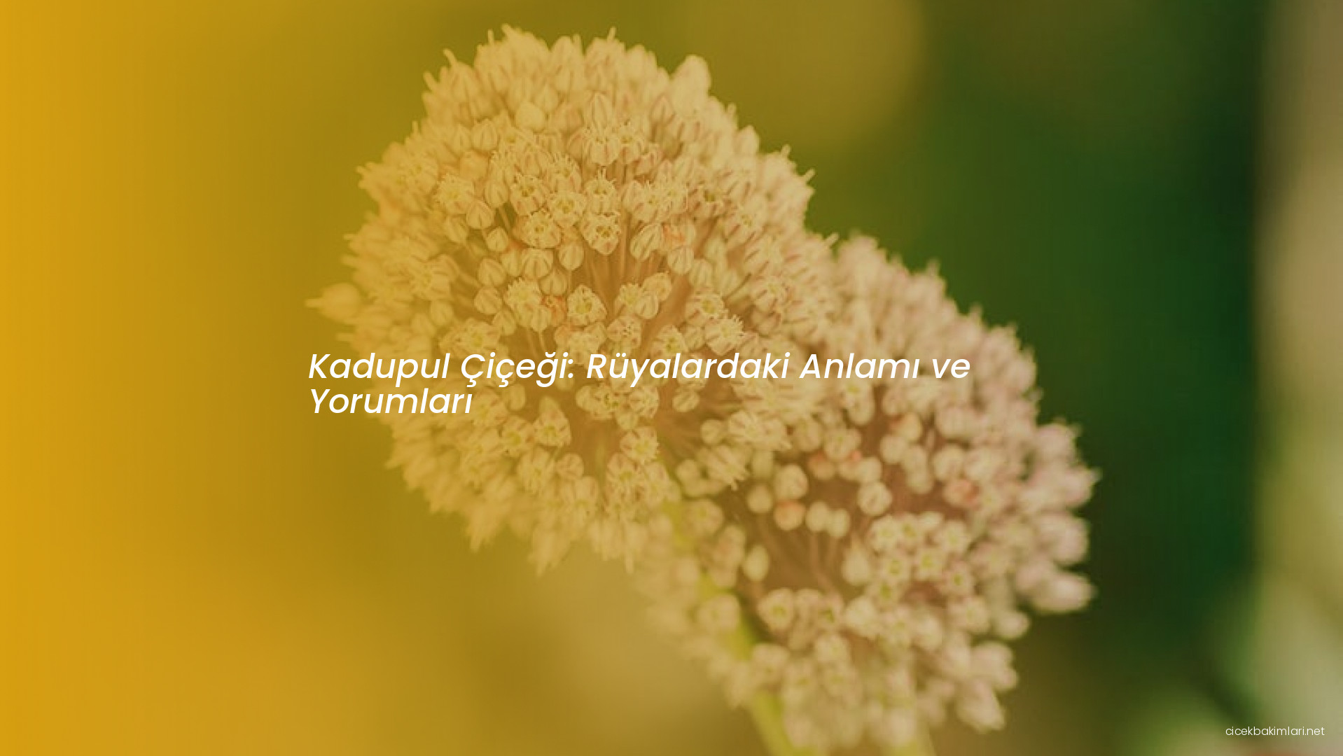 Kadupul Çiçeği: Rüyalardaki Anlamı ve Yorumları