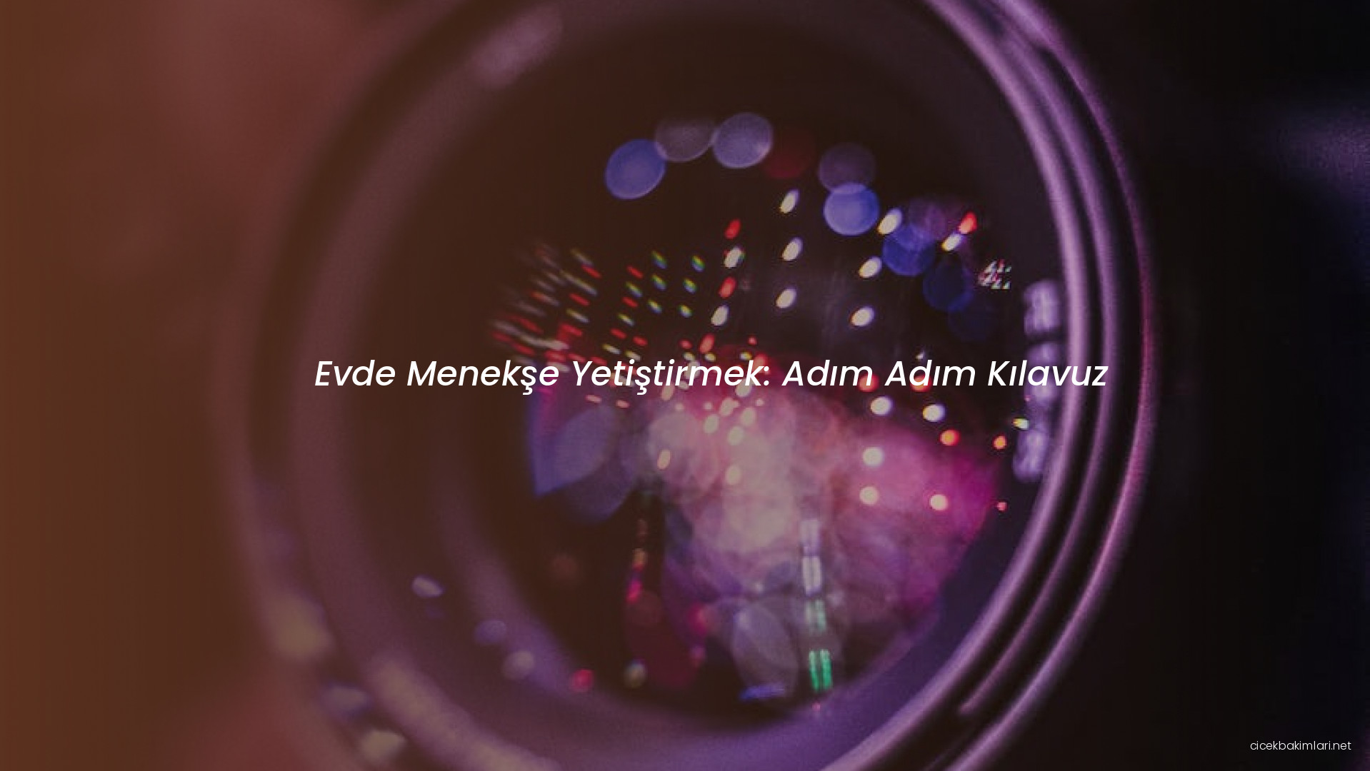 Evde Menekşe Yetiştirmek: Adım Adım Kılavuz