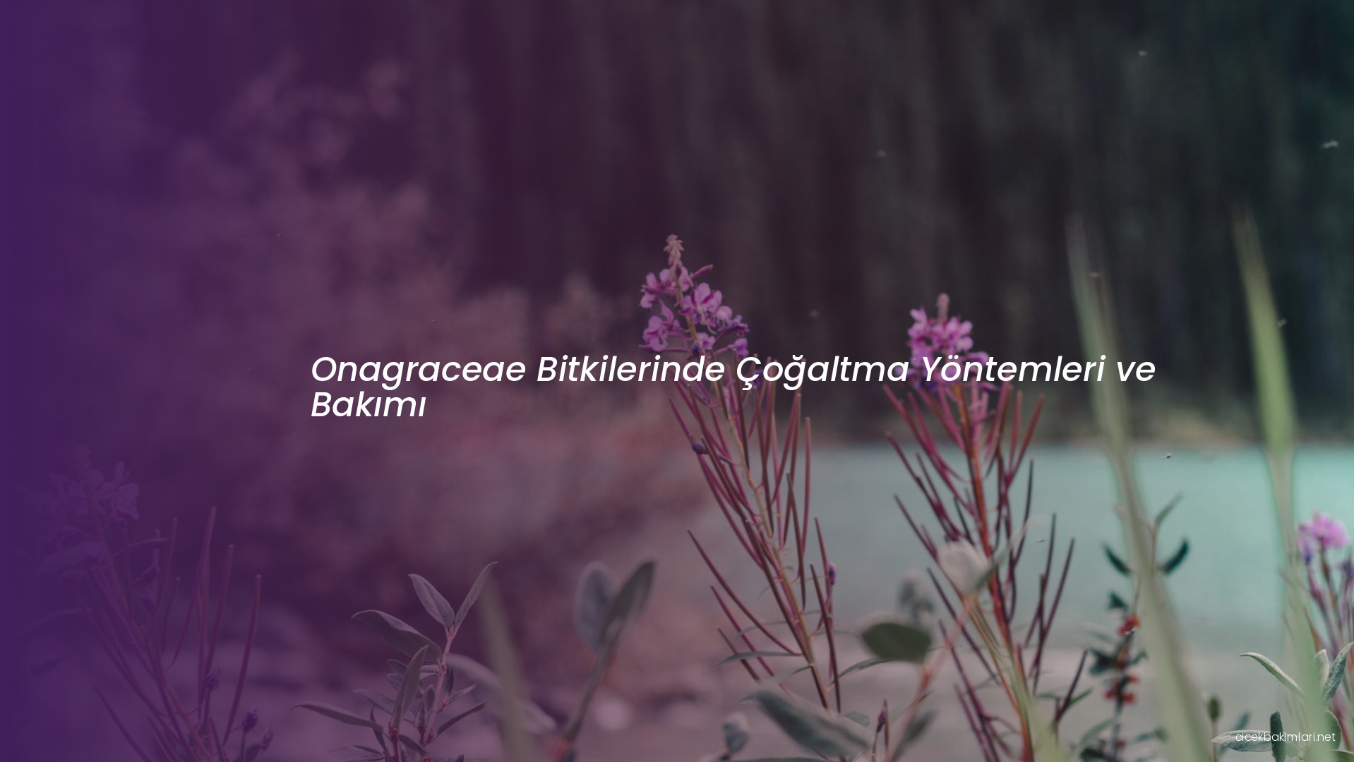 Onagraceae Bitkilerinde Çoğaltma Yöntemleri ve Bakımı