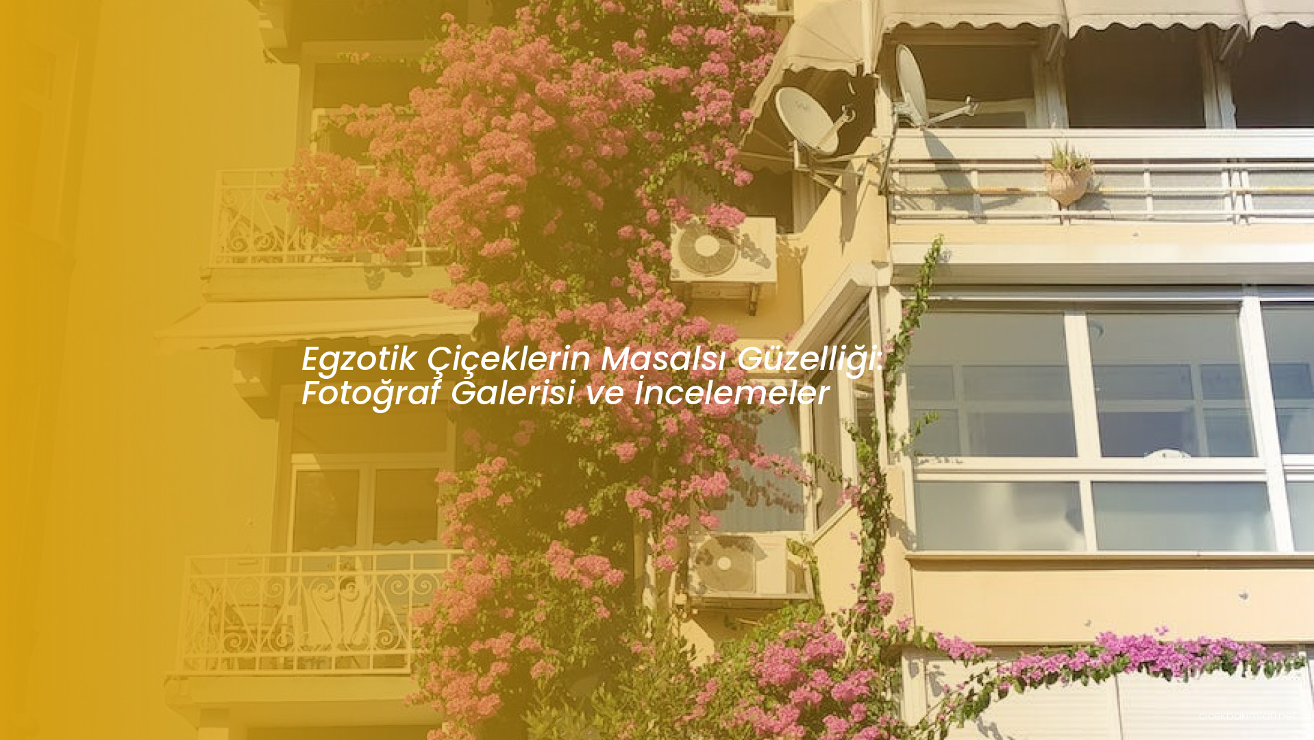 Egzotik Çiçeklerin Masalsı Güzelliği: Fotoğraf Galerisi ve İncelemeler